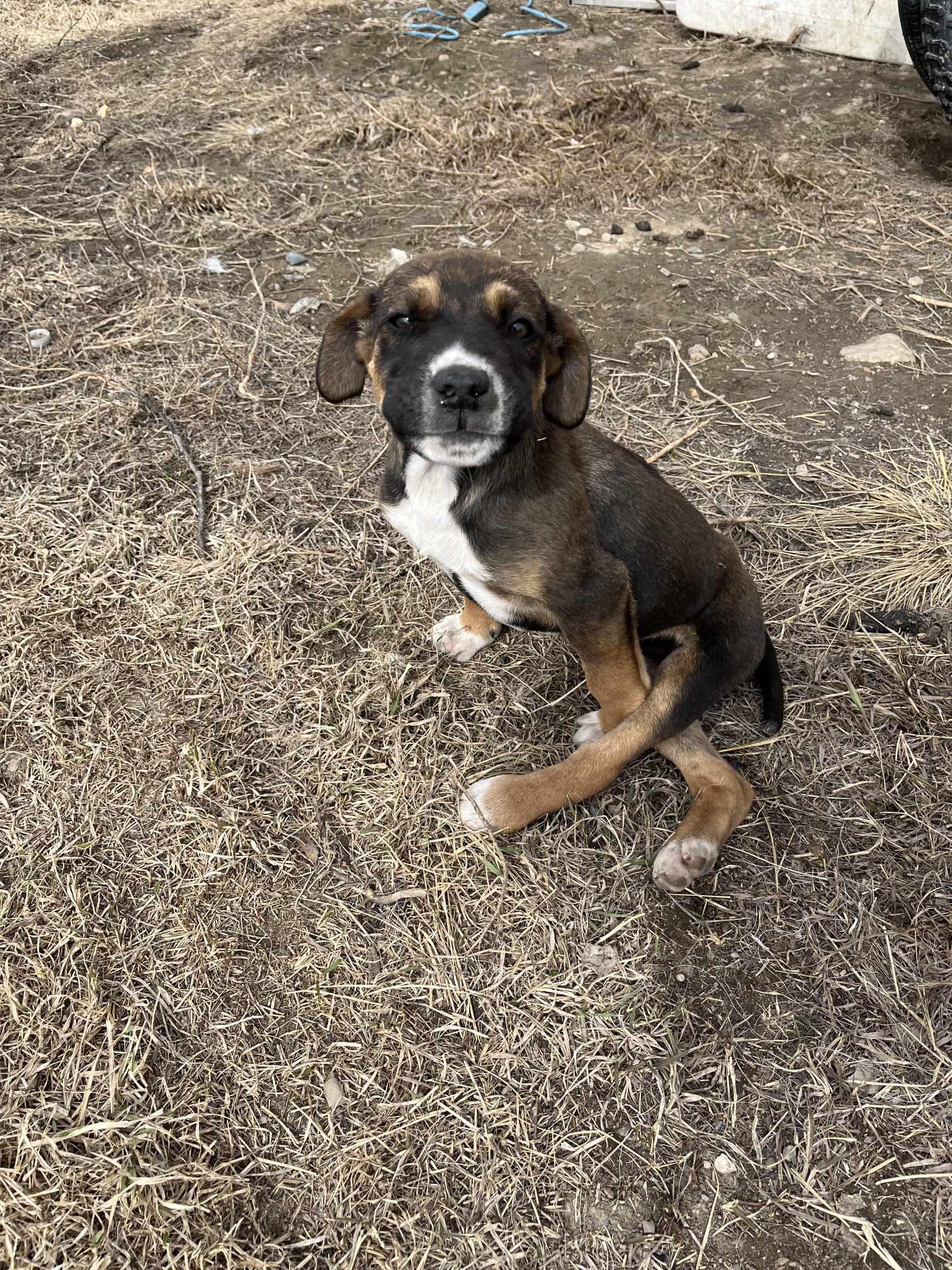 Patrick - Mixed Breed available for adoption in Calgary