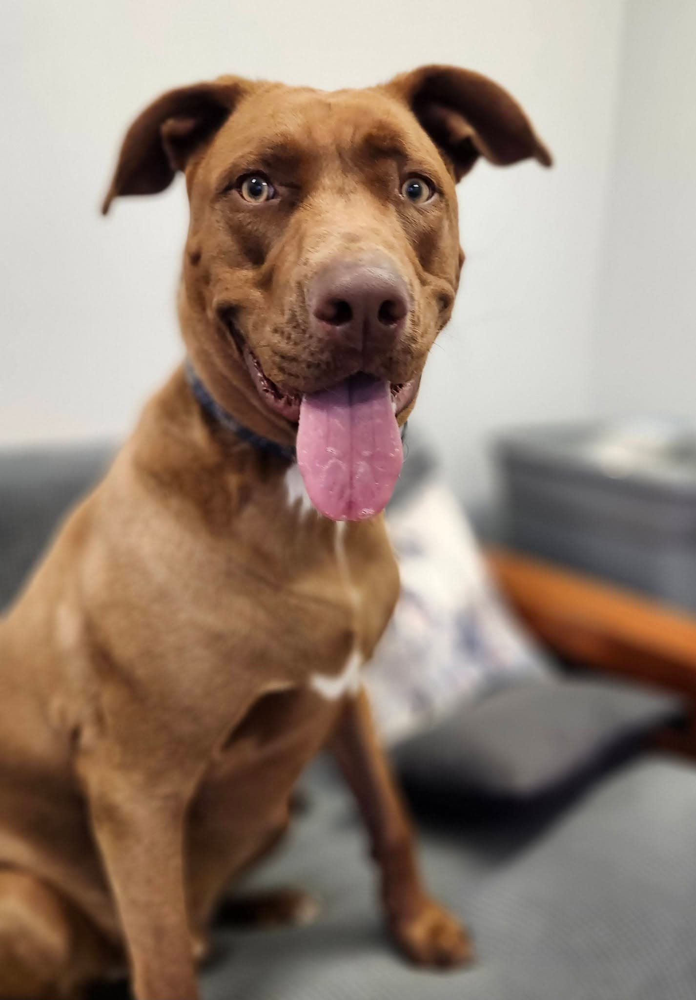 Charlie - Lab Mix available for adoption at Pets Purpose Animal Shelter Society in Lloydminster