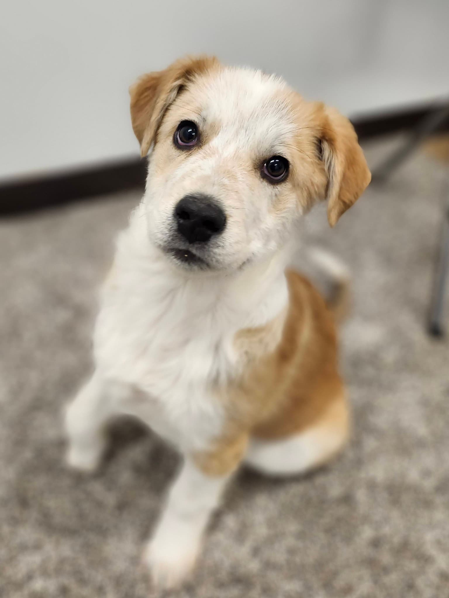 Pancake - Mixed Breed available for adoption
