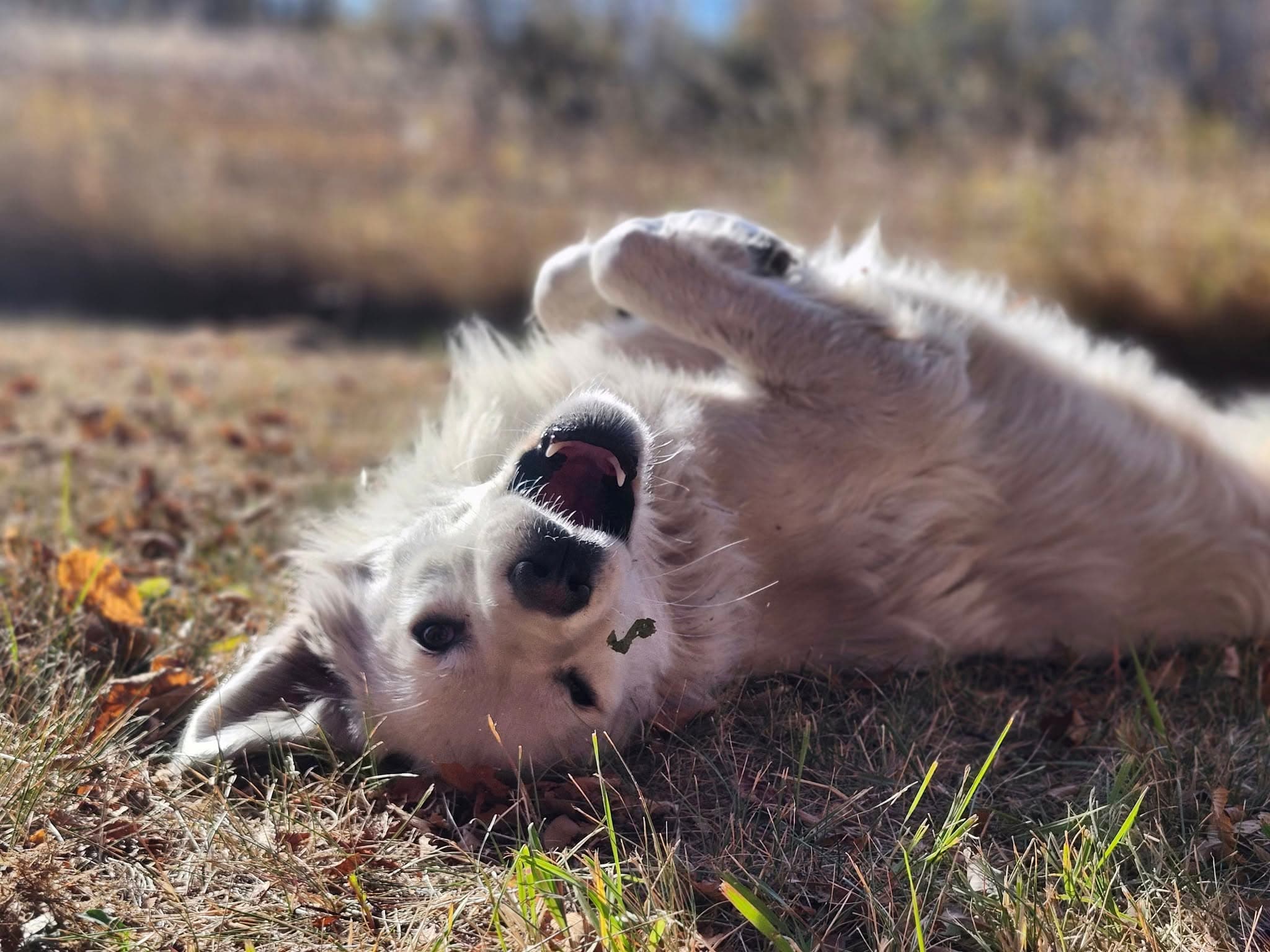 Ned - Great Pyrenees Mix available for adoption