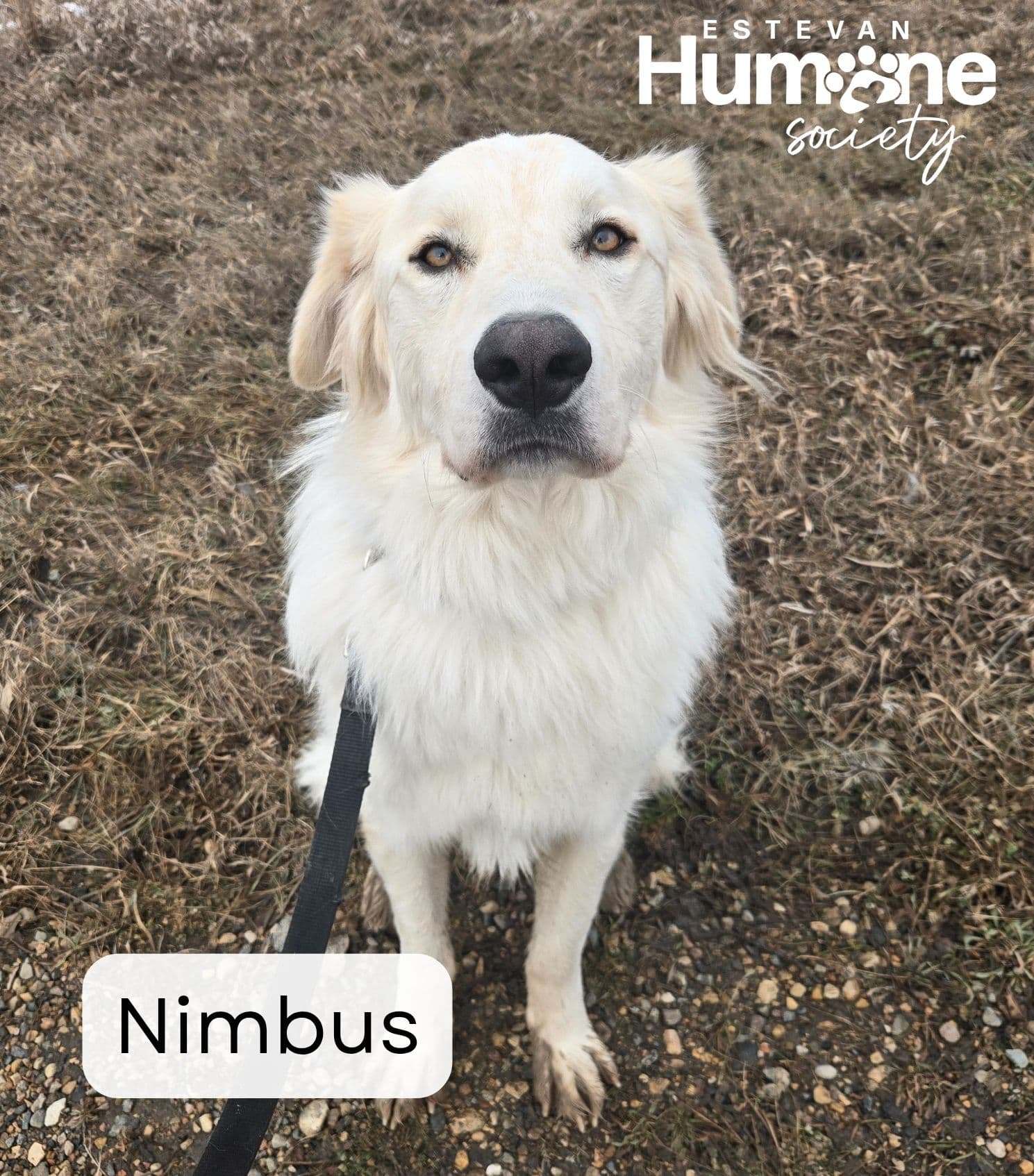 Nimbus - Great Pyrenees available for adoption at Estevan Humane Society in Estevan