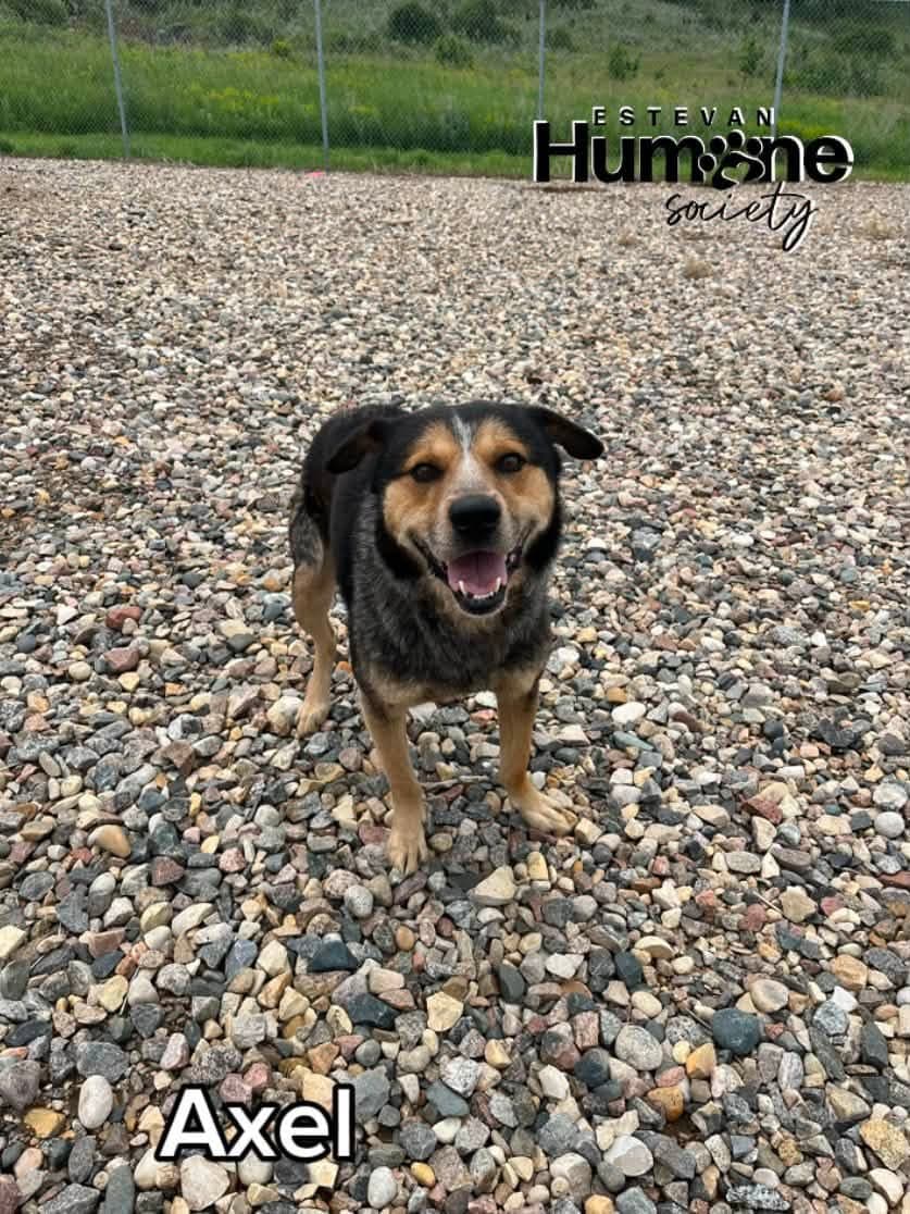 Axel - Heeler Mix available for adoption