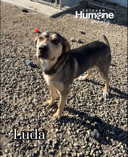 Luda - Shepherd × Husky mix available for adoption at Estevan Humane Society in Estevan