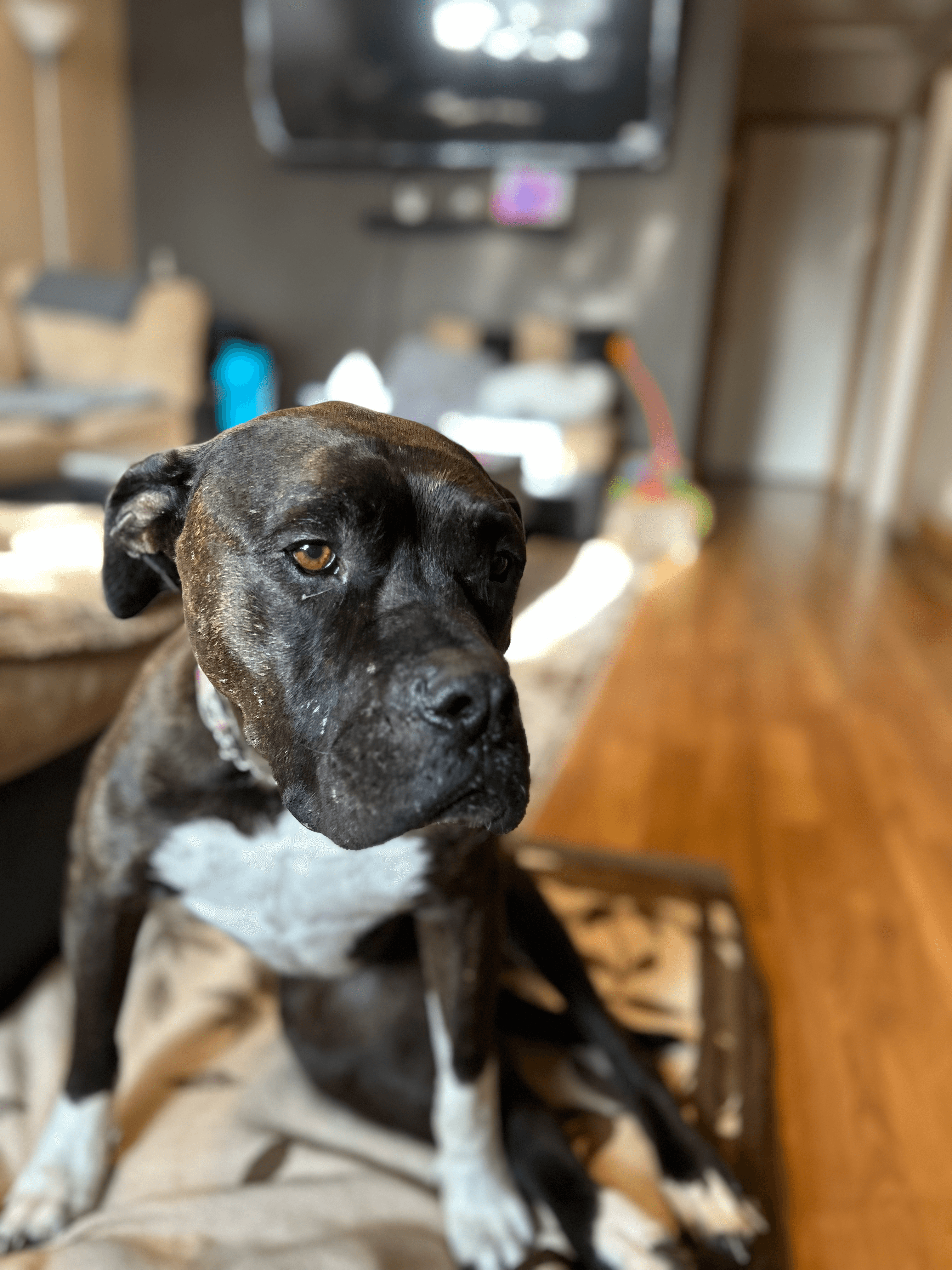 Ellie - Mixed Breed available for adoption at New Hope Dog Rescue in Saskatoon