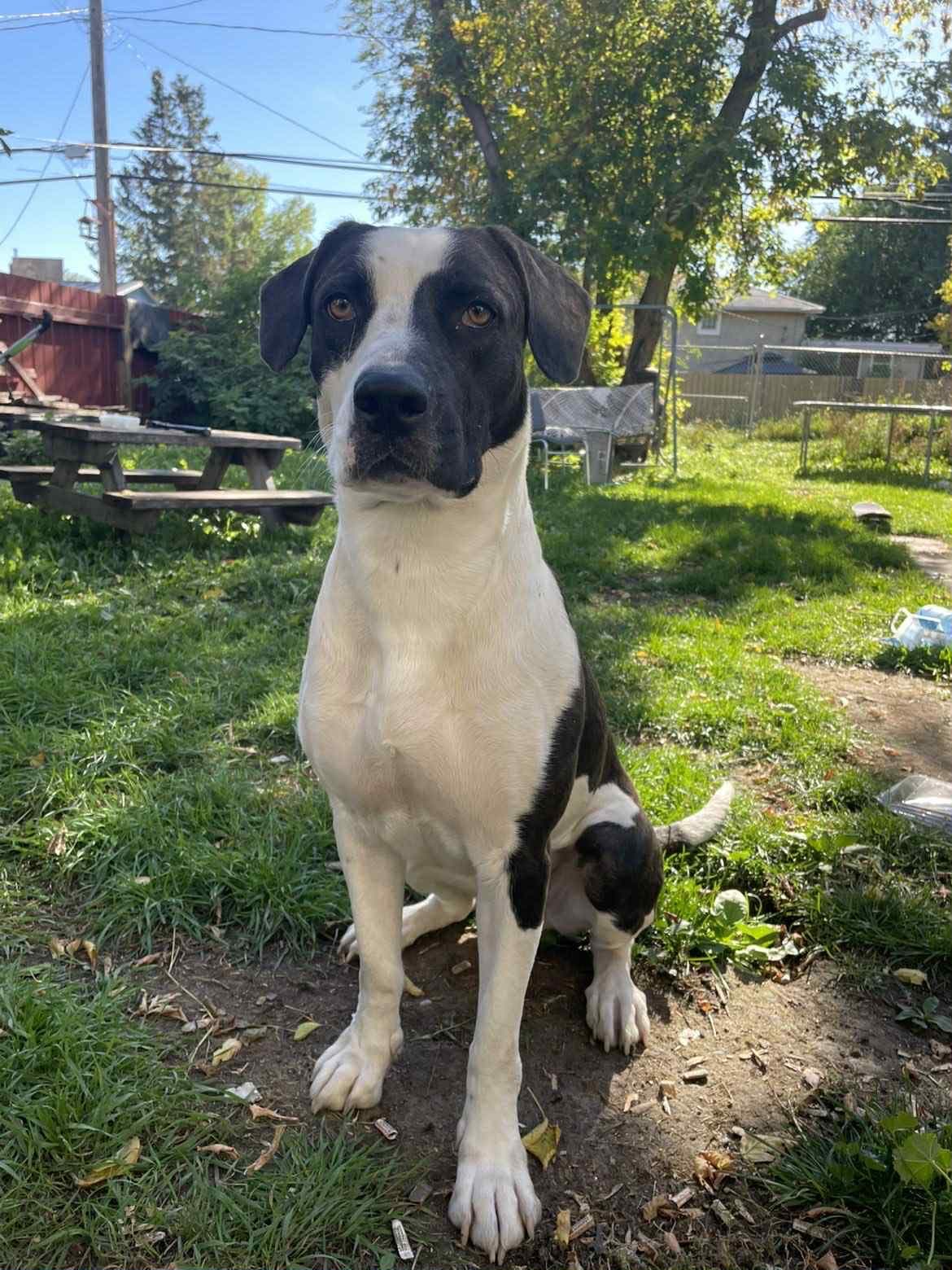 Rosie - Pit bull Mix available for adoption at Running Wild Rescue in Regina