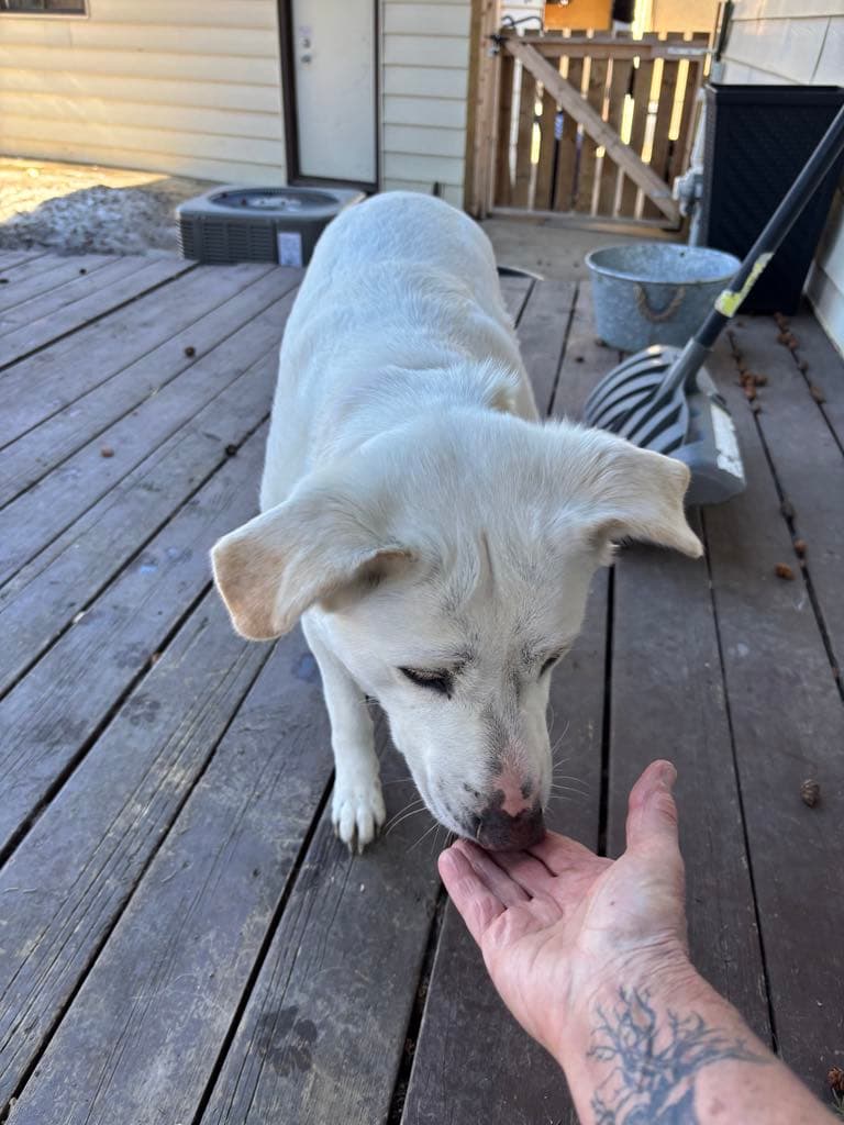 Izzy - Husky Mix available for adoption at Running Wild Rescue in Saskatoon