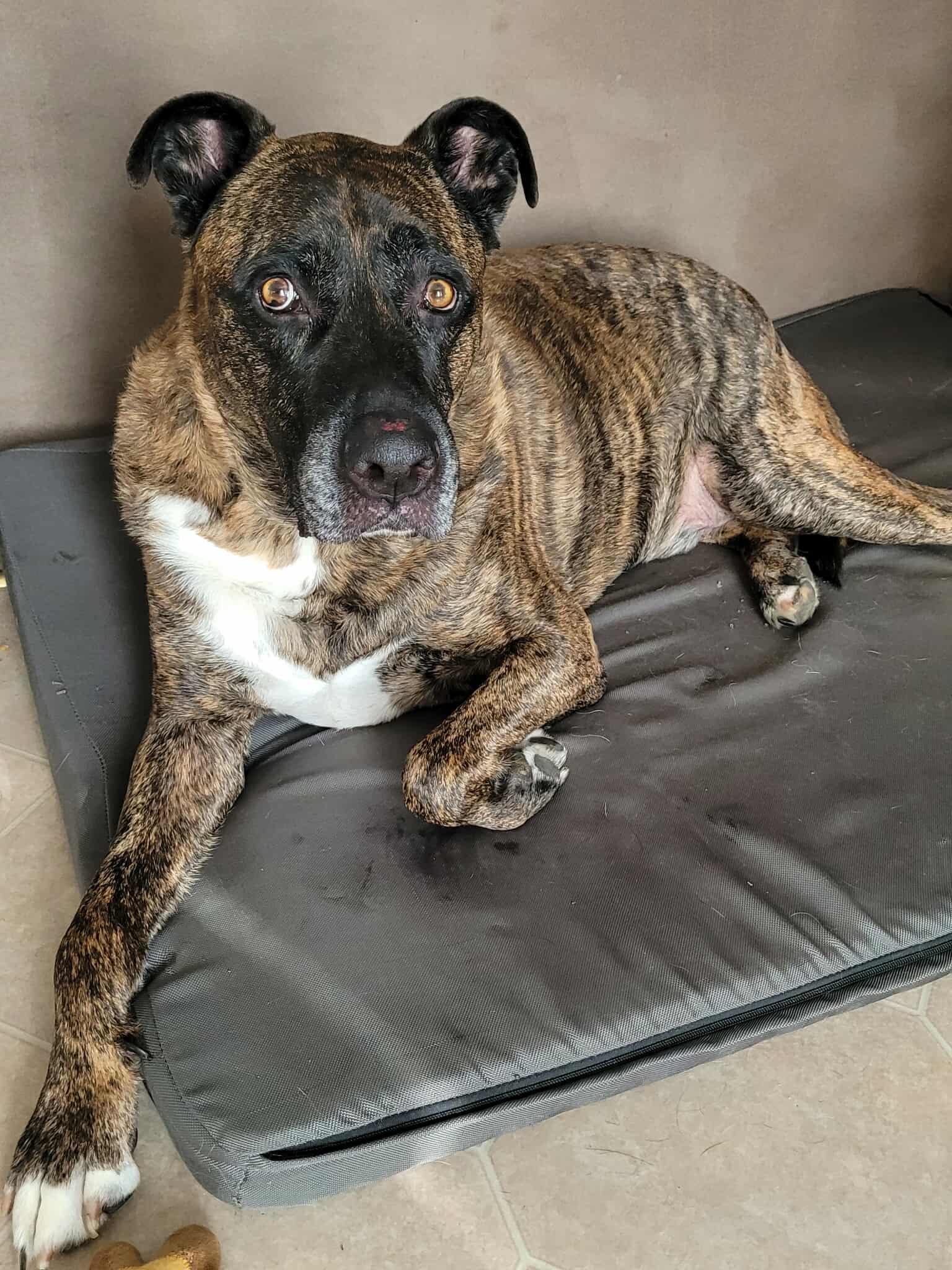 Rocky - Mastiff/Pit Mix available for adoption at Running Wild Rescue in Saskatoon