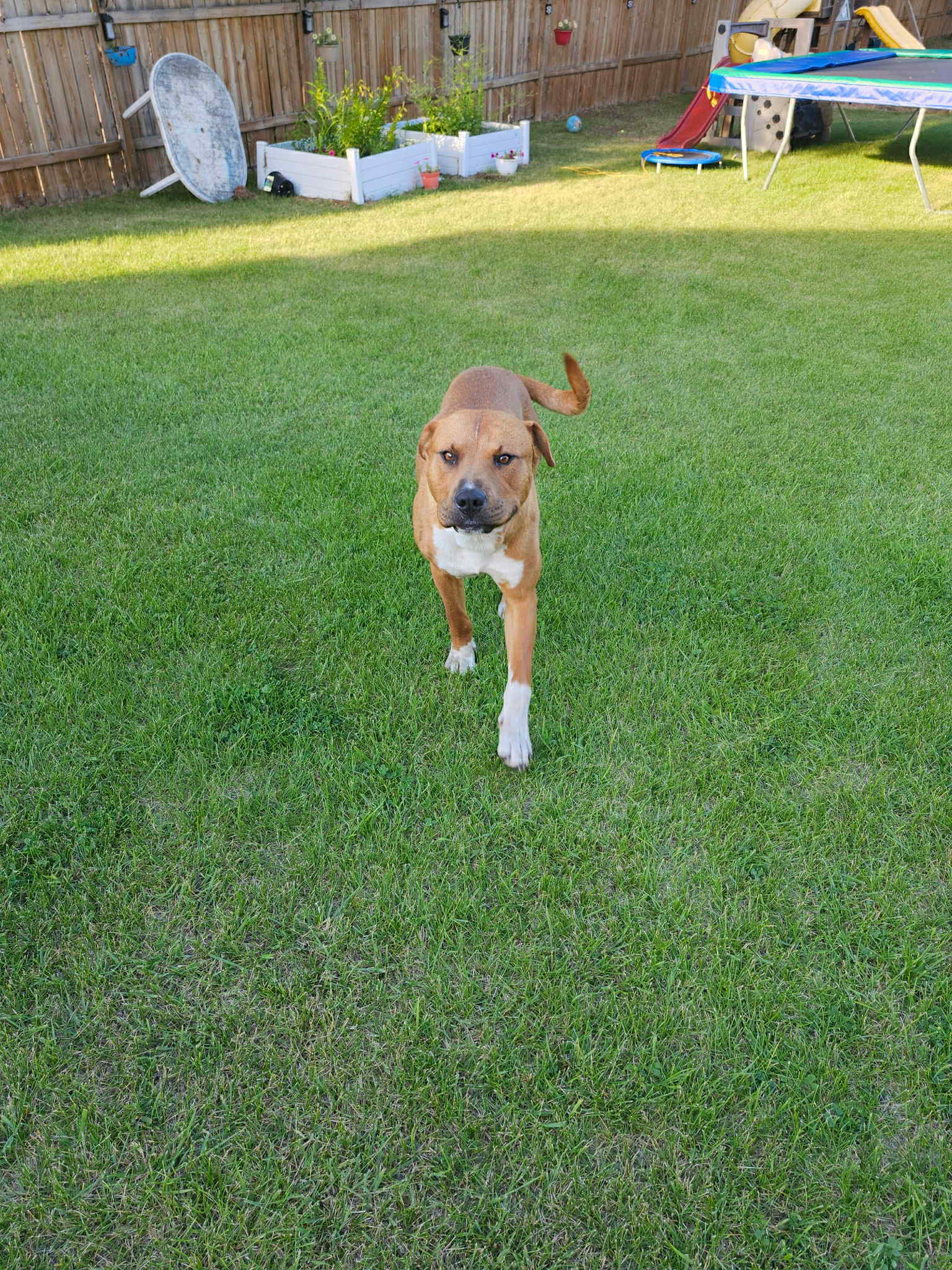 Buck - Pitbull Mix available for adoption at Running Wild Rescue in Regina