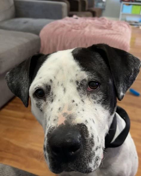 Mercedes - Pit bull available for adoption at Running Wild Rescue in Regina