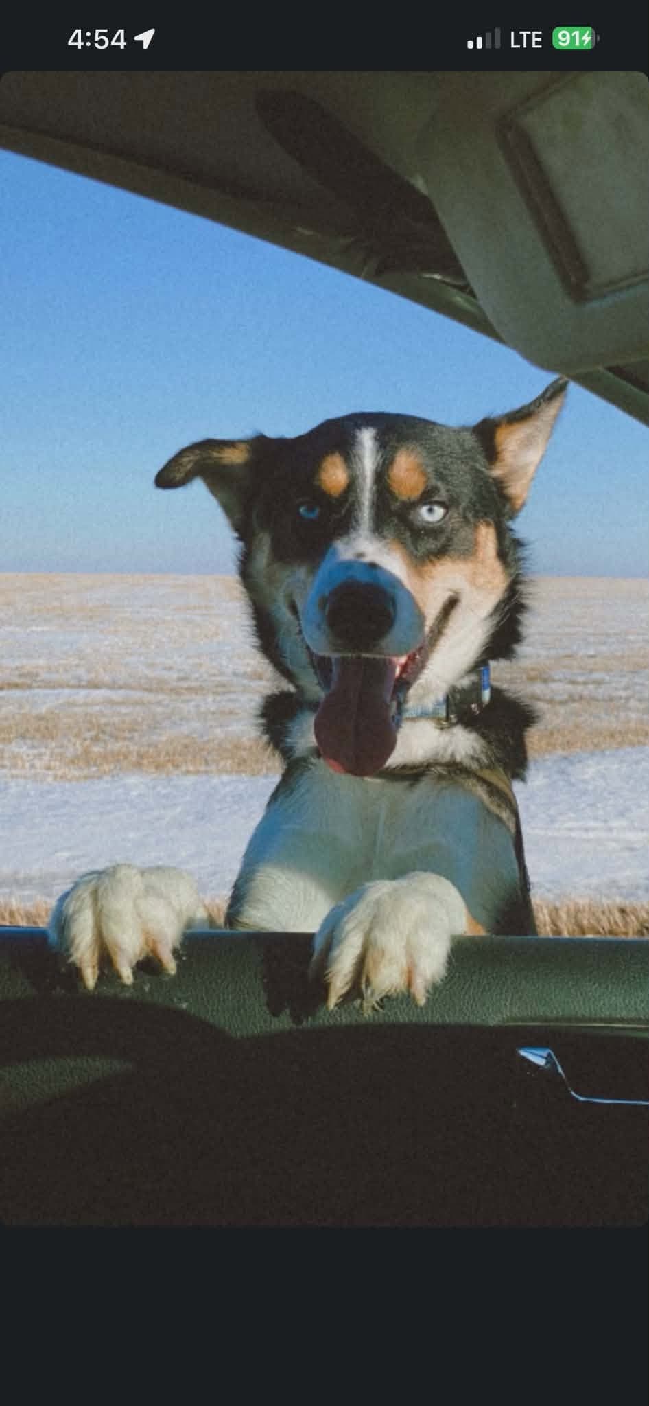 Bo - Husky/Aussie mix available for adoption at Running Wild Rescue in Saskatoon