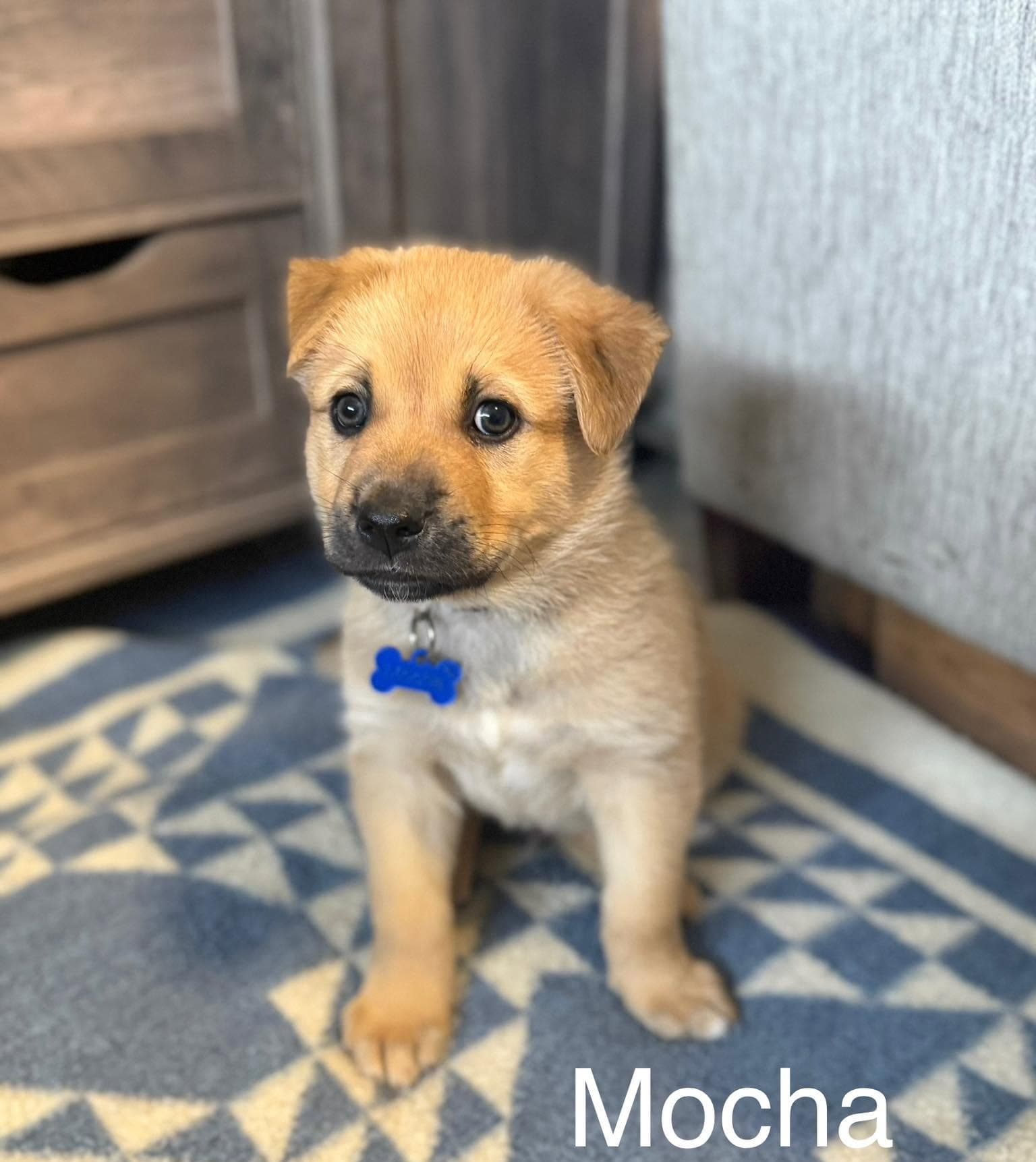 Mocha - Shepherd/Husky mix available for adoption at Running Wild Rescue in Warman