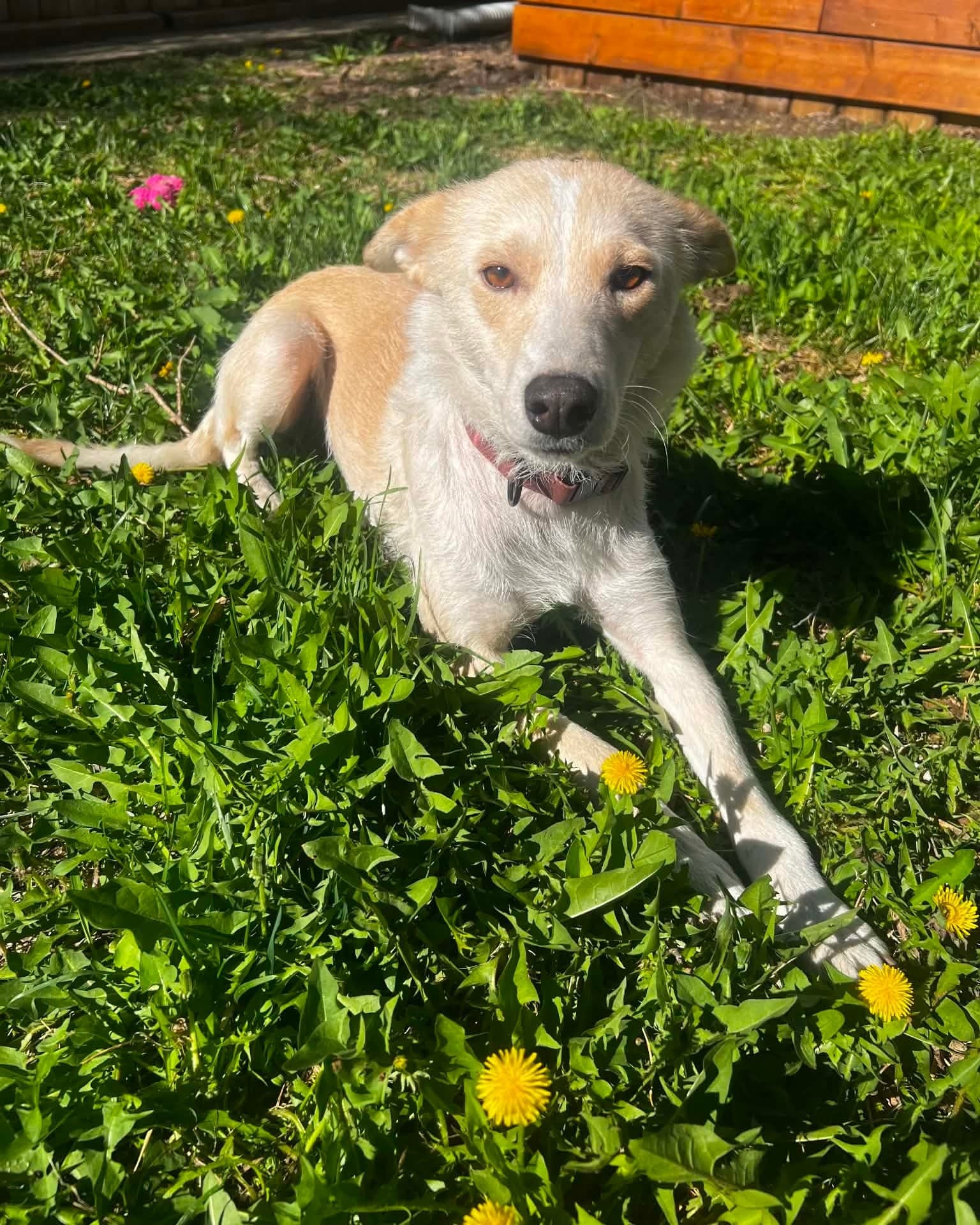 Marsha - Shepherd/Husky/Lab mix available for adoption at Running Wild Rescue in Regina