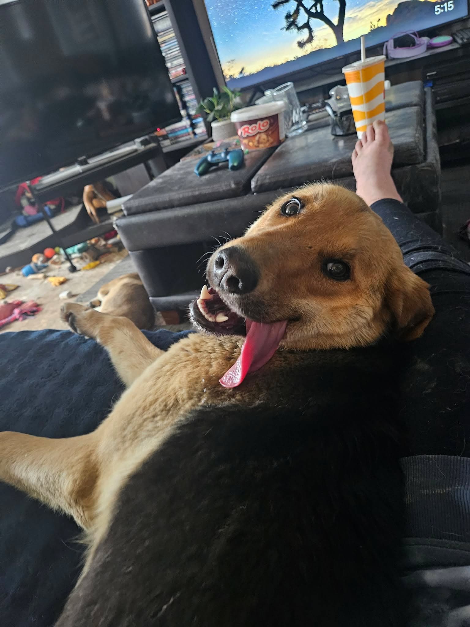 Lucky - Shepherd mix available for adoption at Running Wild Rescue in Regina