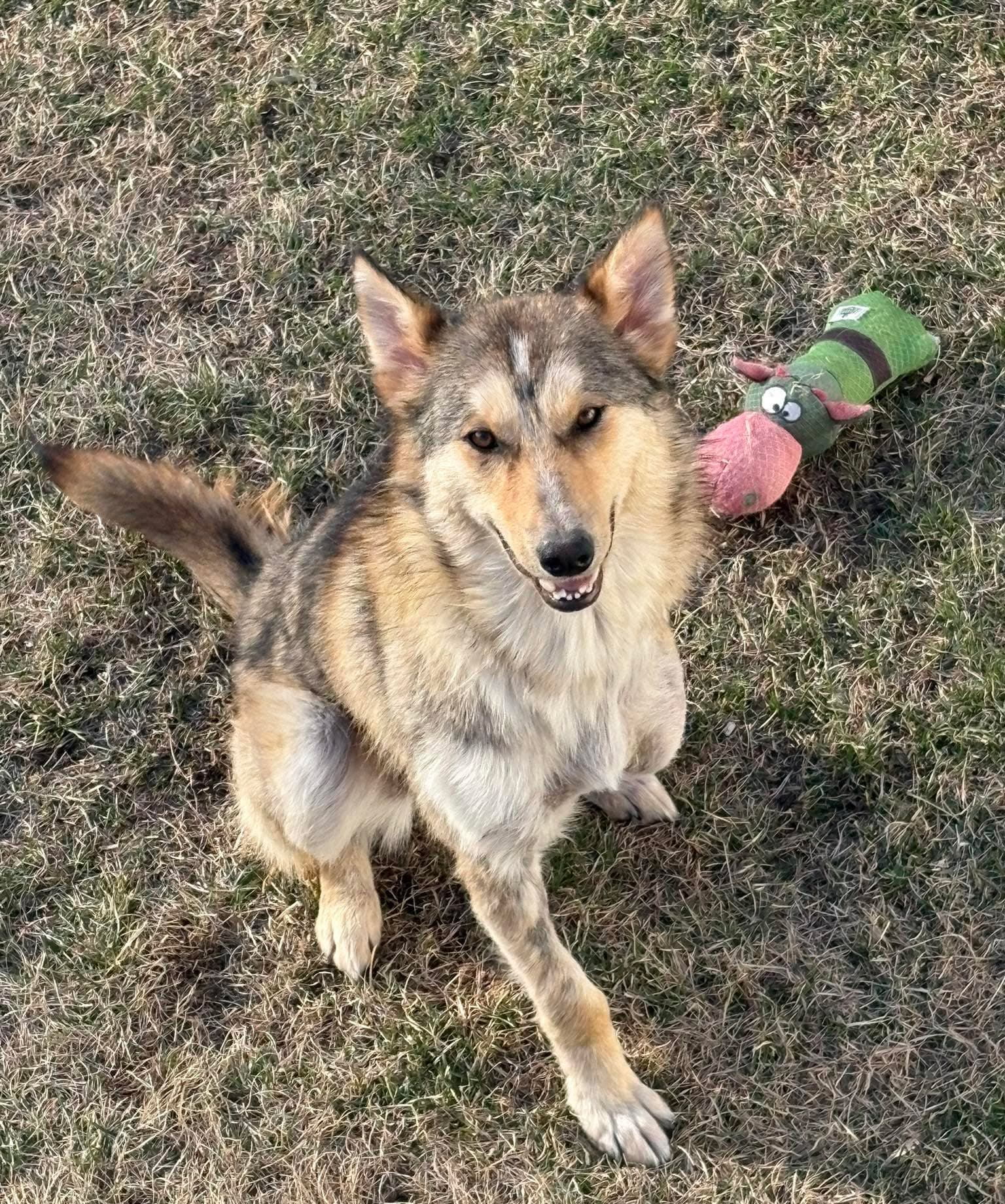 Penny - Shepherd mix available for adoption at Running Wild Rescue in Regina
