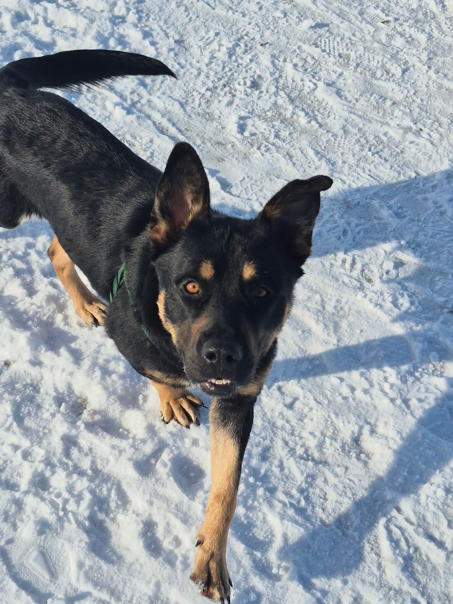 Magda - Rottweiler mix available for adoption at Running Wild Rescue in Regina