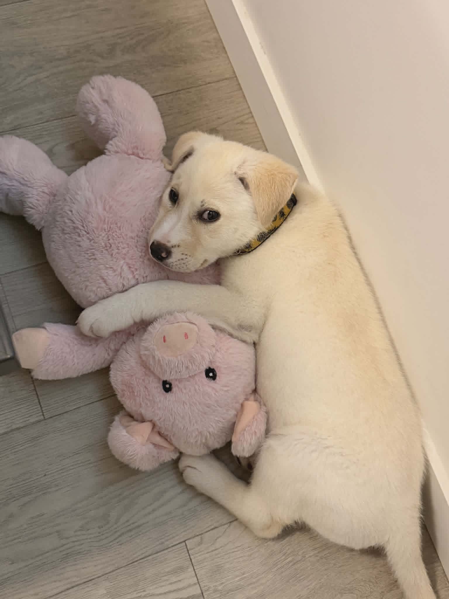 Cherry - Lab mix available for adoption at Running Wild Rescue in Regina