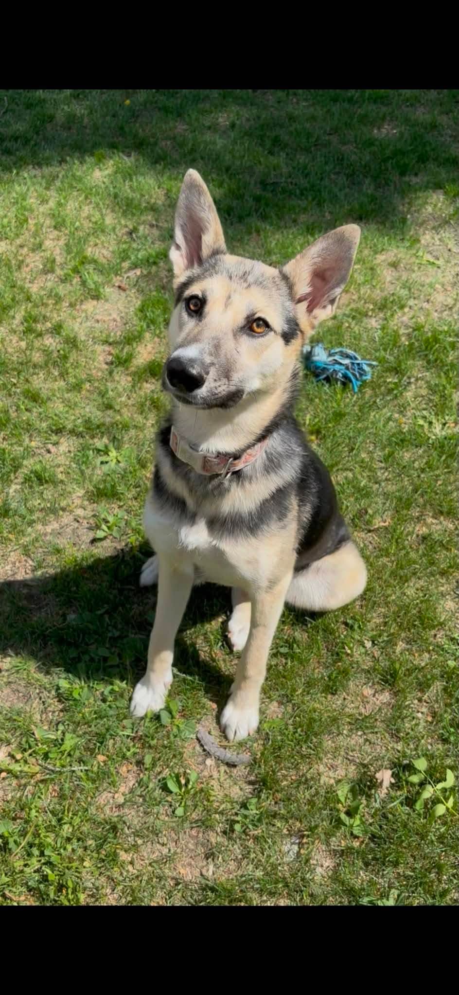 Julie - Husky/Shepherd mix available for adoption at Running Wild Rescue in Regina