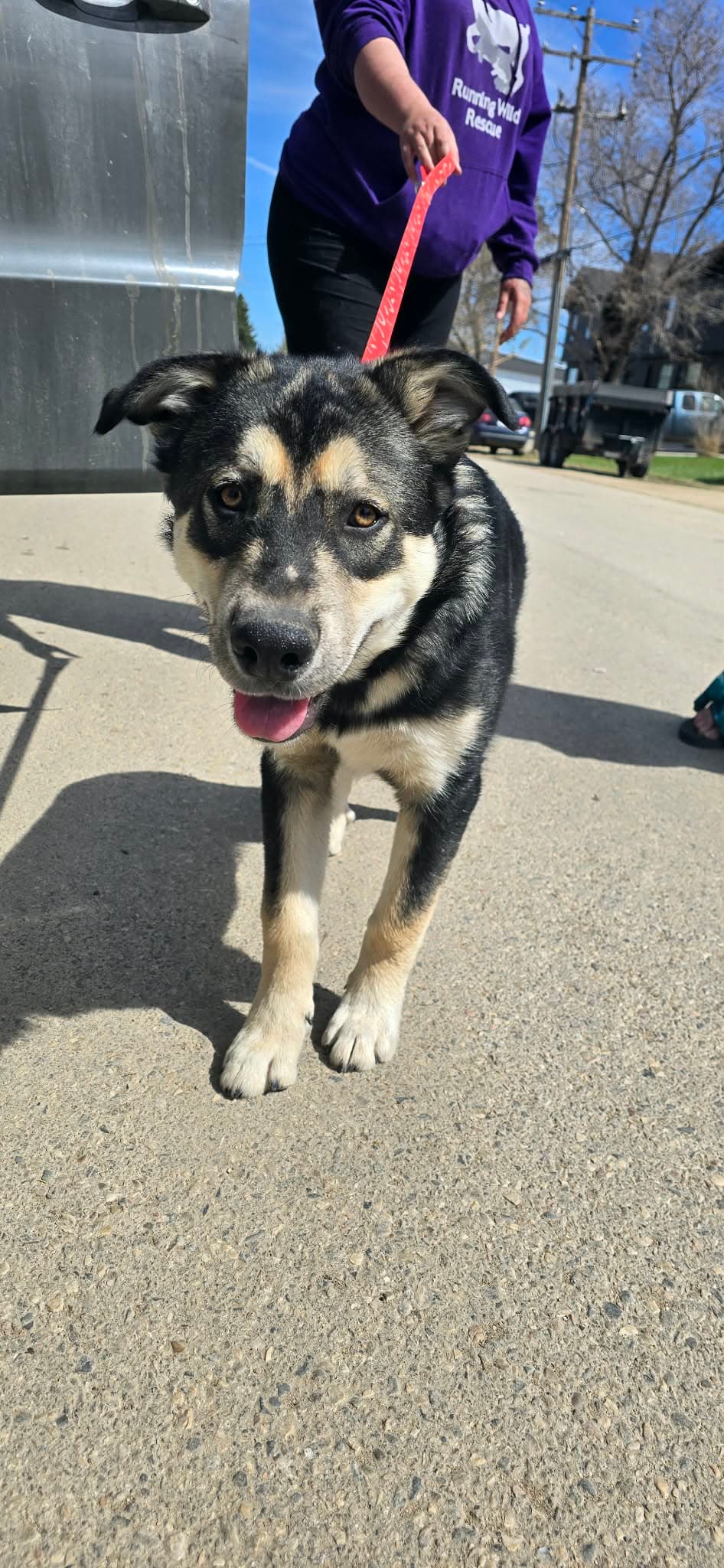 Grey Wind - Husky mix available for adoption at Running Wild Rescue in Regina
