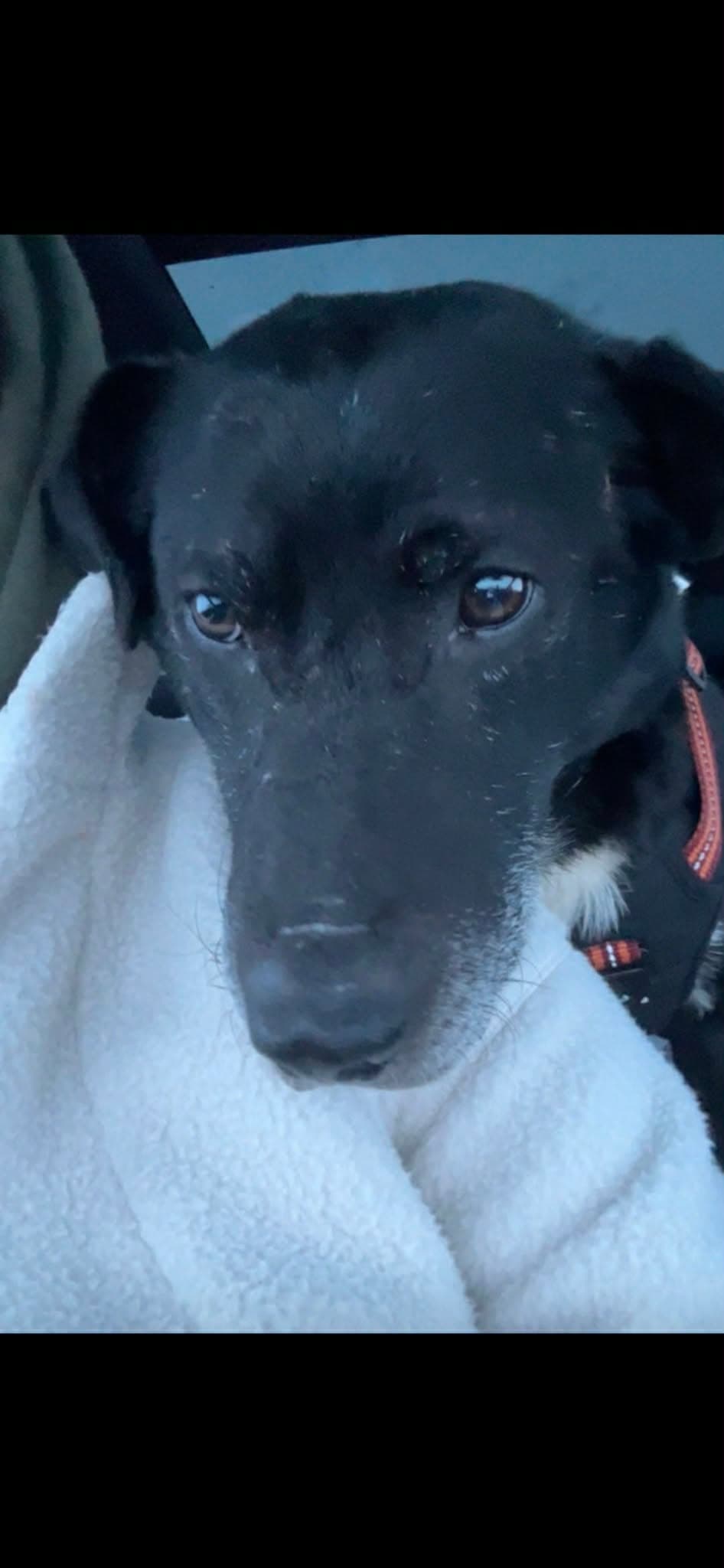 Milo - Lab mix available for adoption at Running Wild Rescue in Medicine Hat