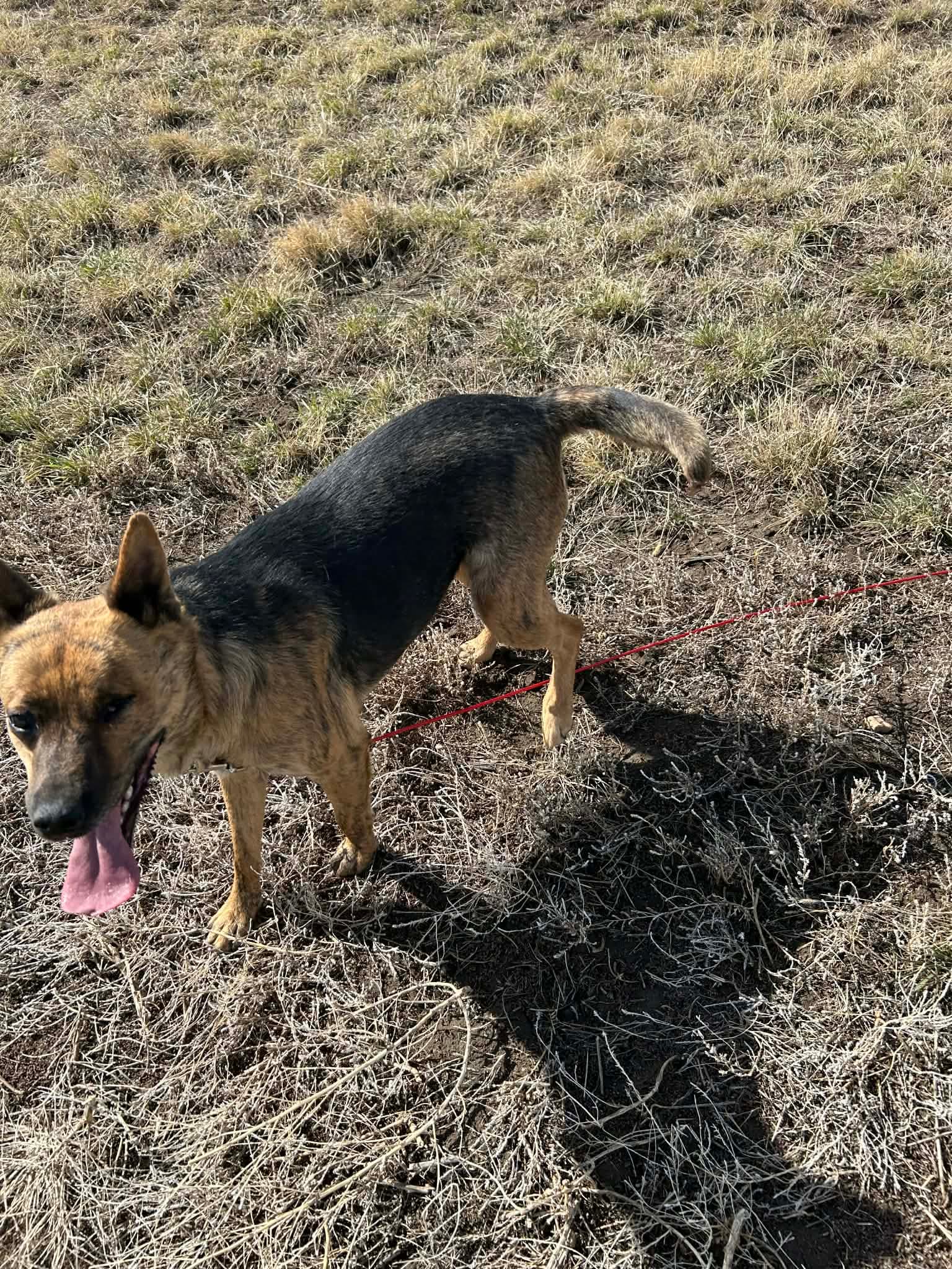 Leela - Shepherd mix available for adoption at Running Wild Rescue in Regina