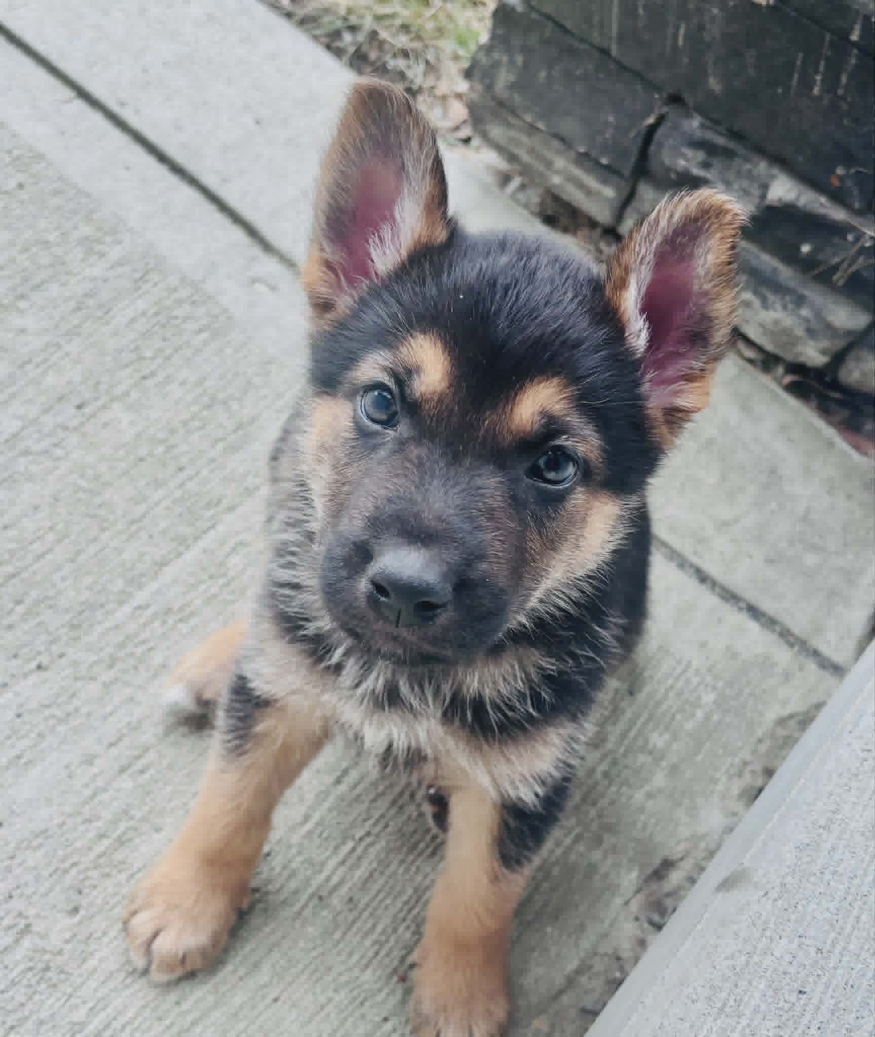 Buster - Shepherd mix available for adoption at Running Wild Rescue in Martensville