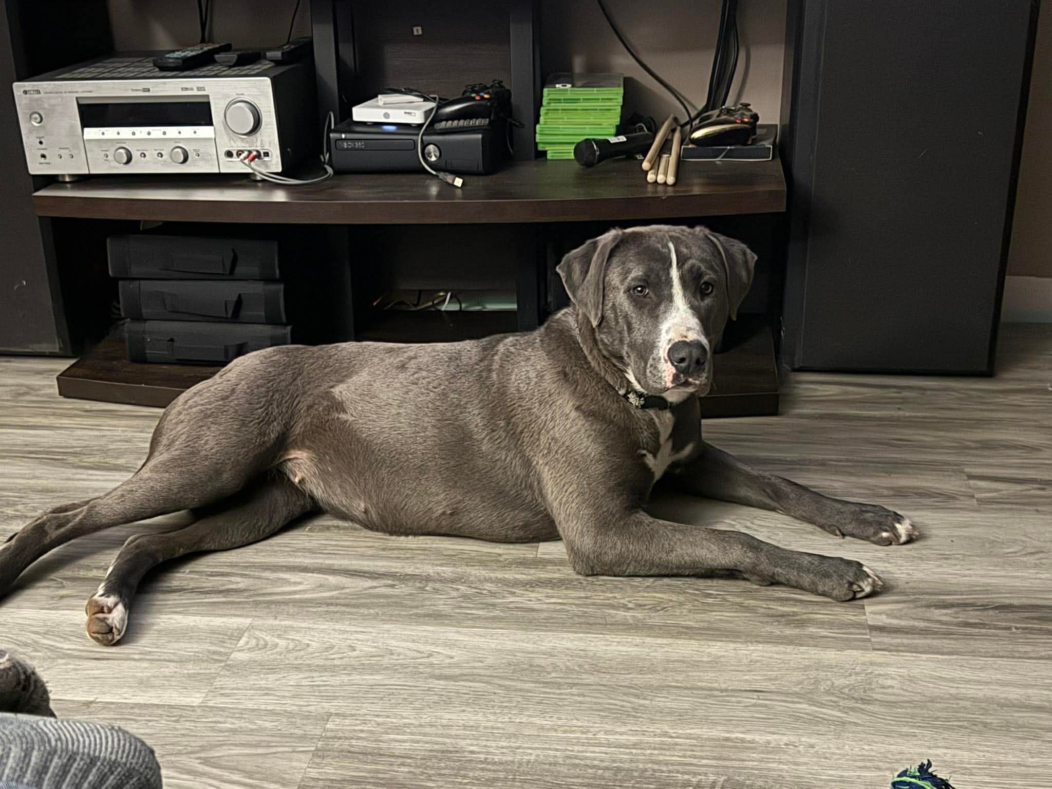 Winnie - Pit bull/Lab mix available for adoption at Running Wild Rescue in Regina