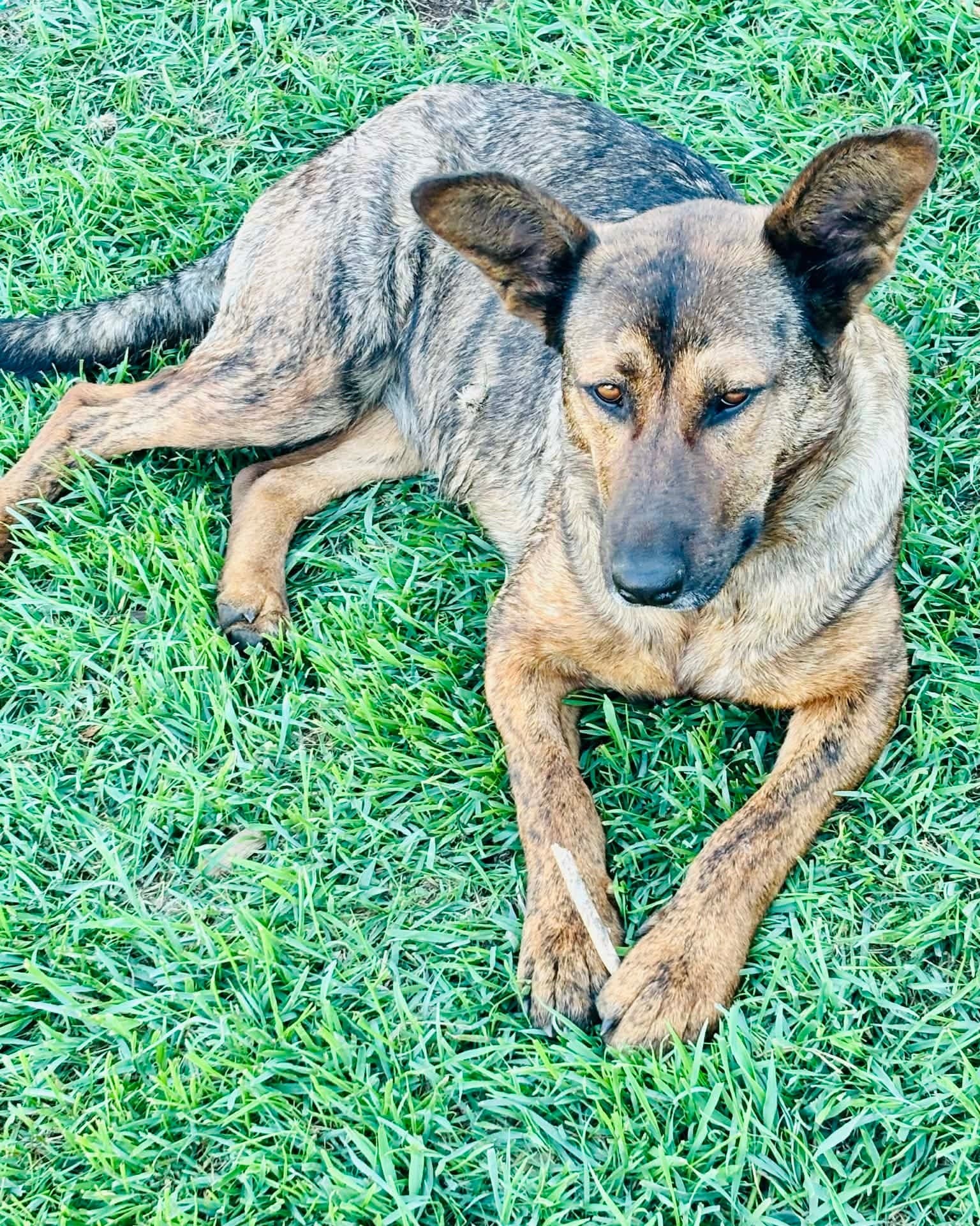 Leona - German Shepherd available for adoption at Running Wild Rescue in Regina
