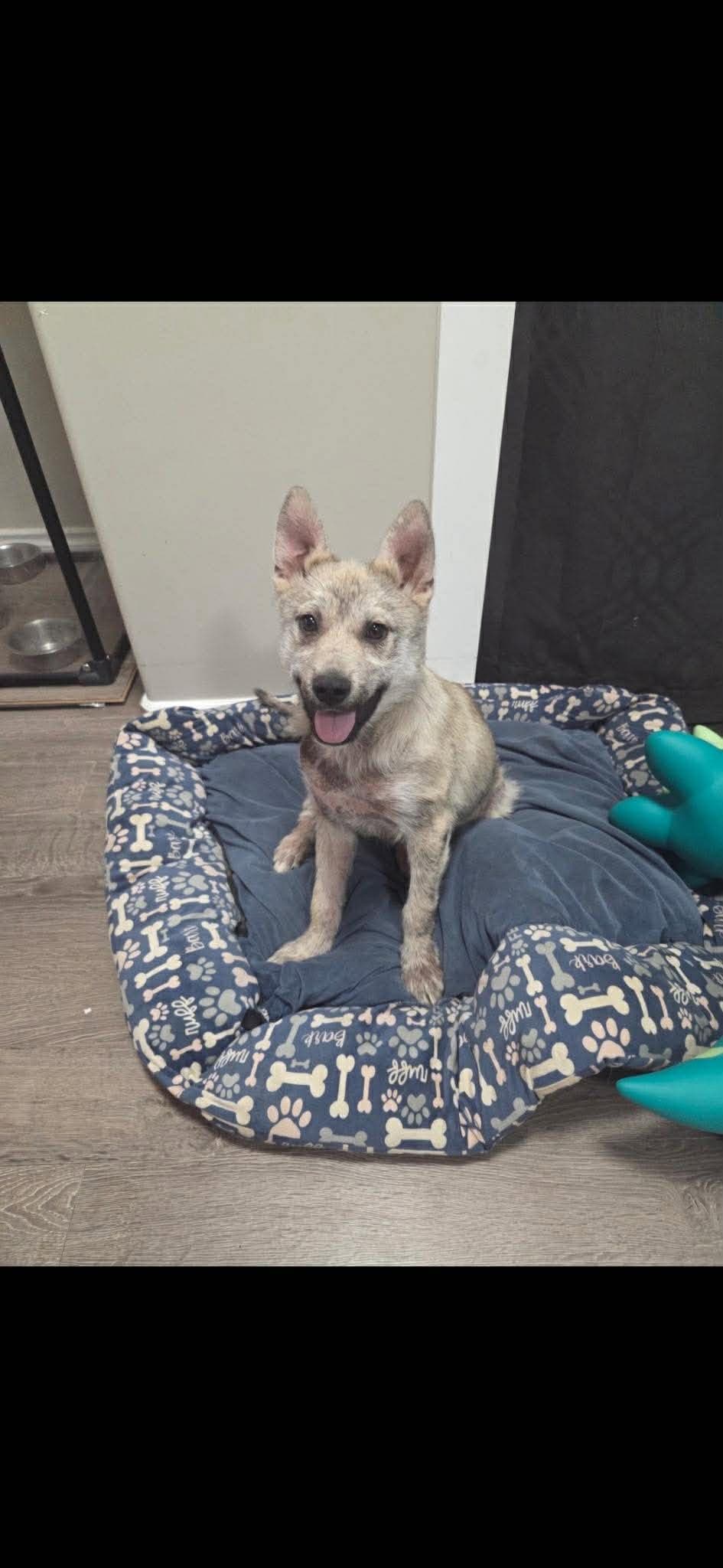 Yeti - Cattle dog mix available for adoption at Running Wild Rescue in Regina