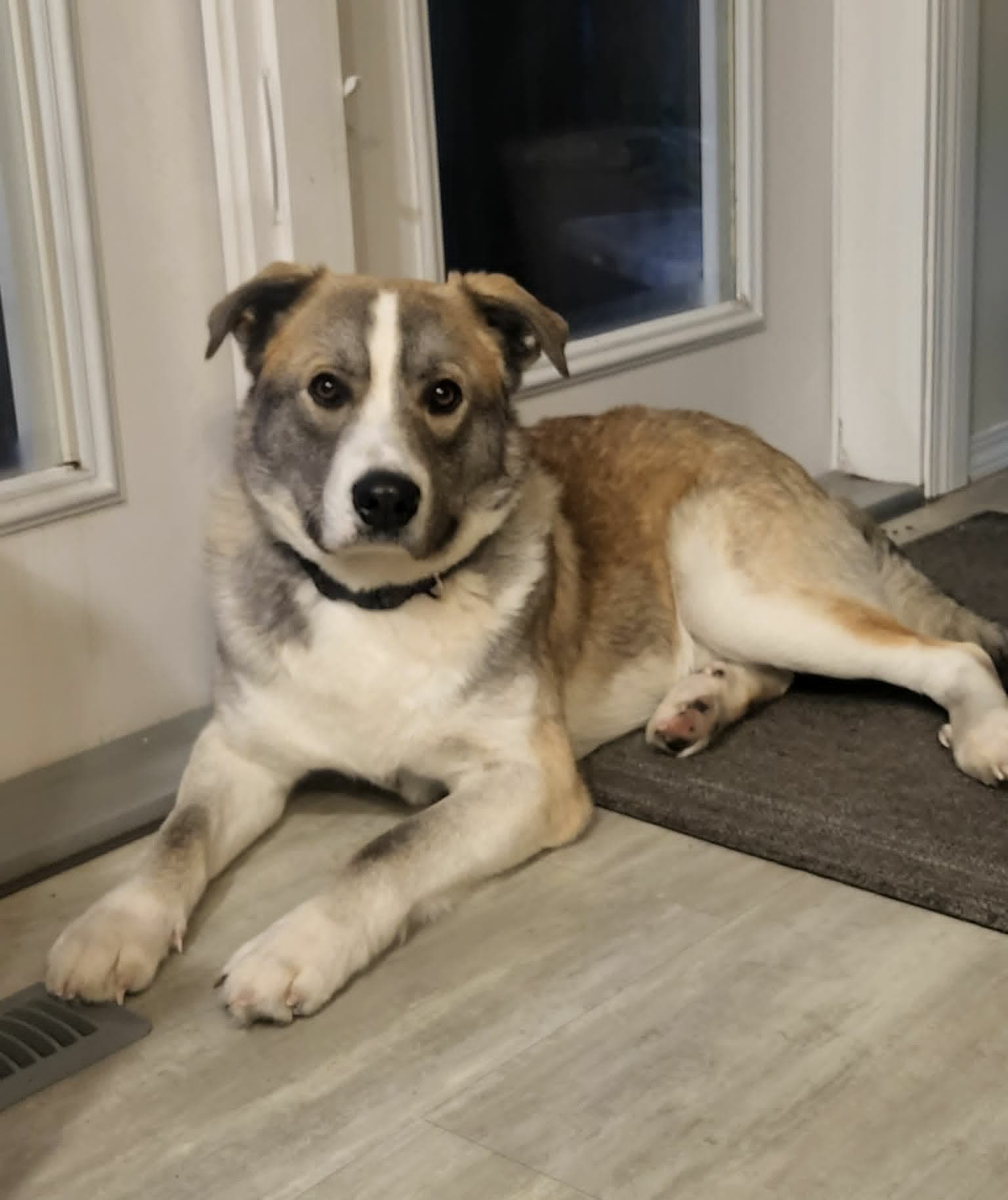 Bobby - Aussie/Shepherd mix available for adoption at Running Wild Rescue in Moose Jaw