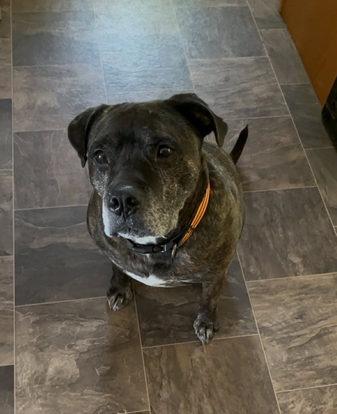 Roscoe 354 - Pit bull available for adoption in Saskatchewan