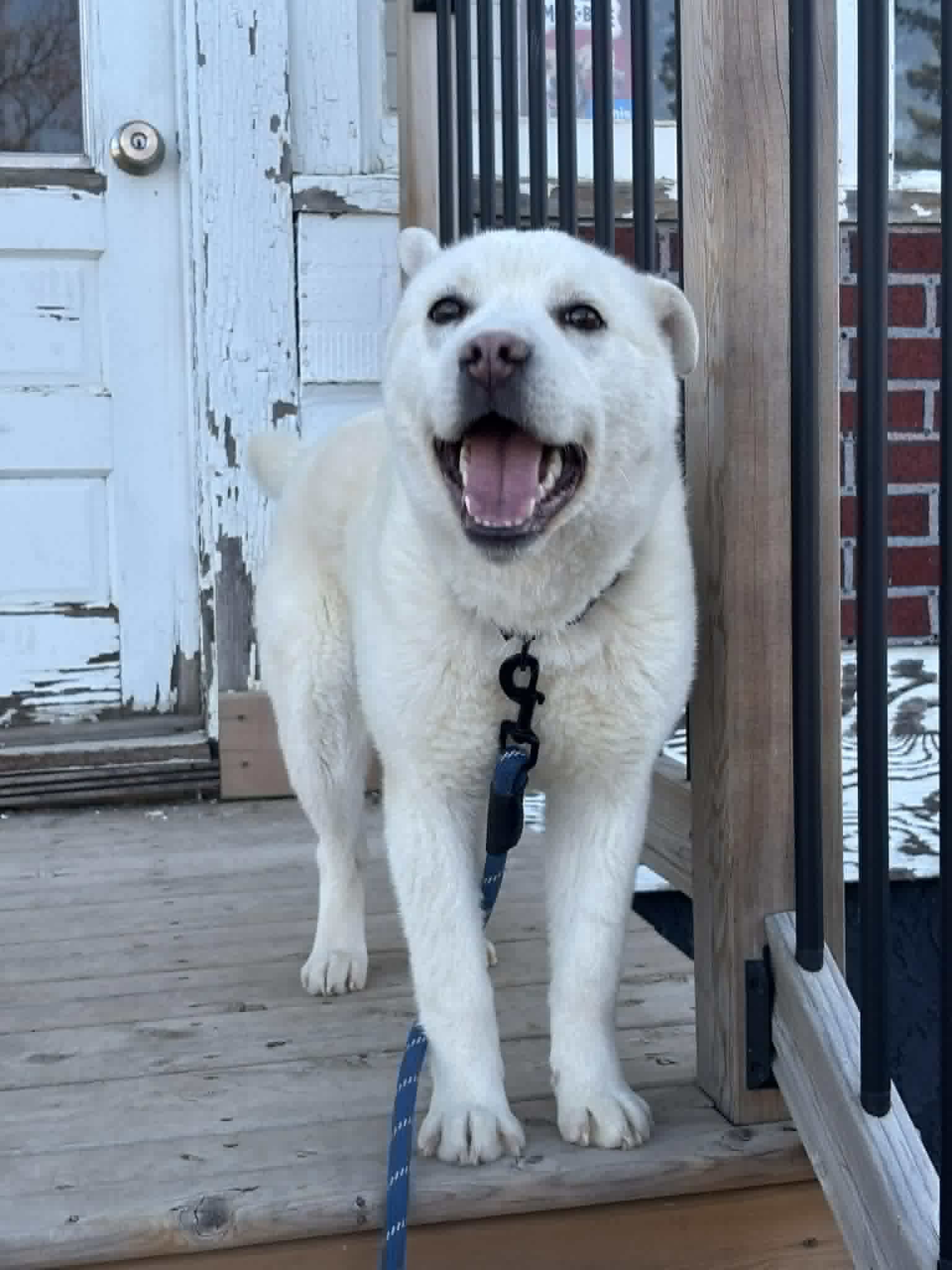 Phoebe - Husky/lab mix available for adoption at Running Wild Rescue in Regina