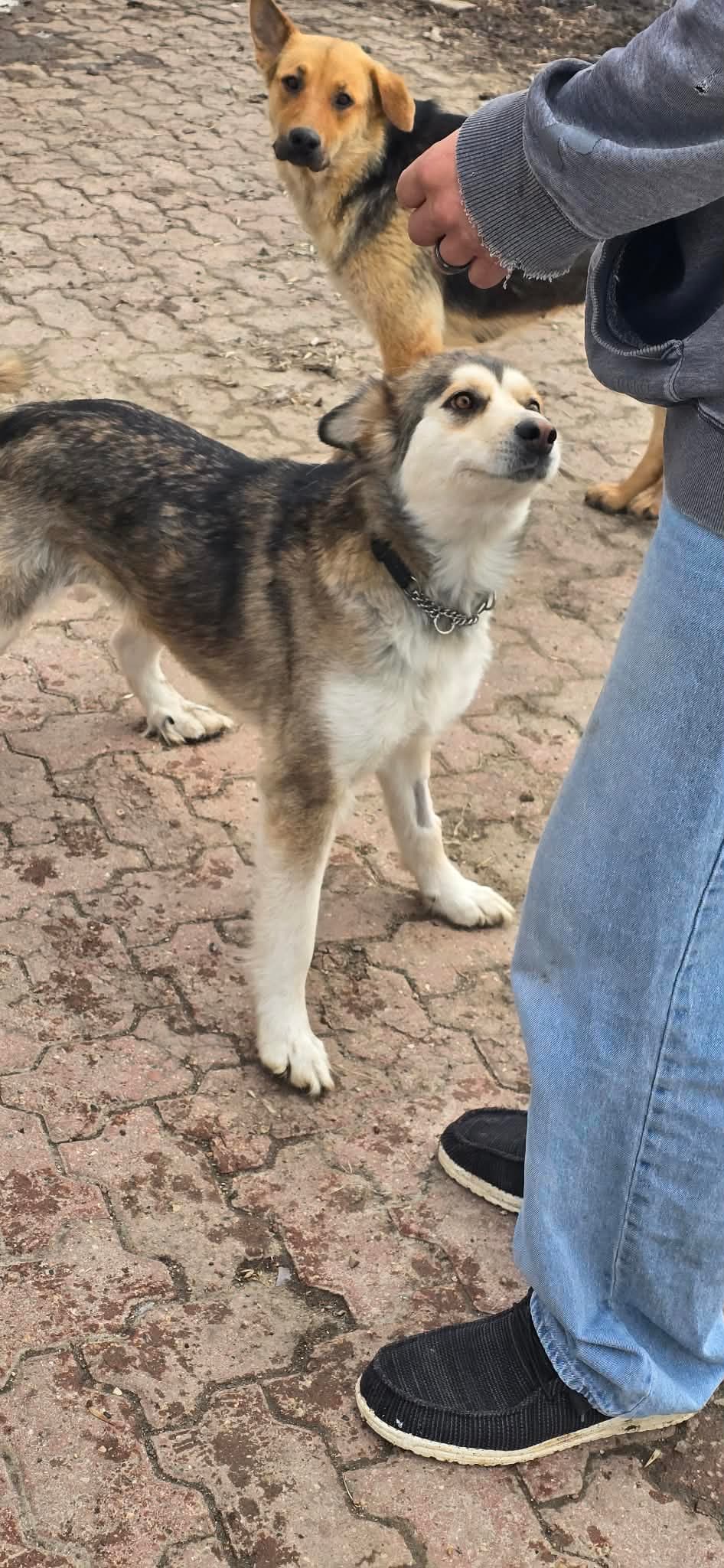 Winter - Husky mix available for adoption at Running Wild Rescue in Regina