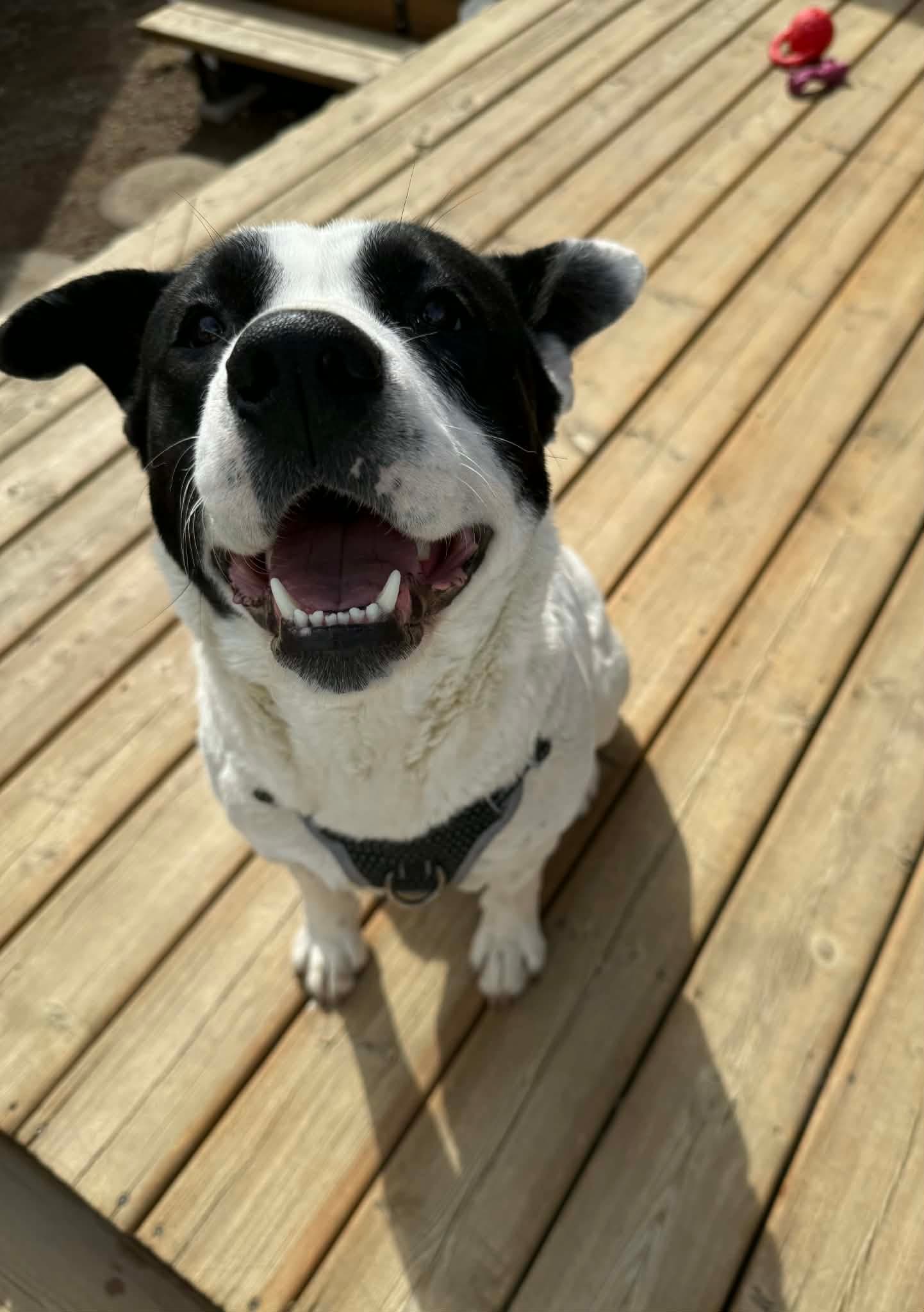 Oreo - Pit bull mix available for adoption at Running Wild Rescue in Saskatoon