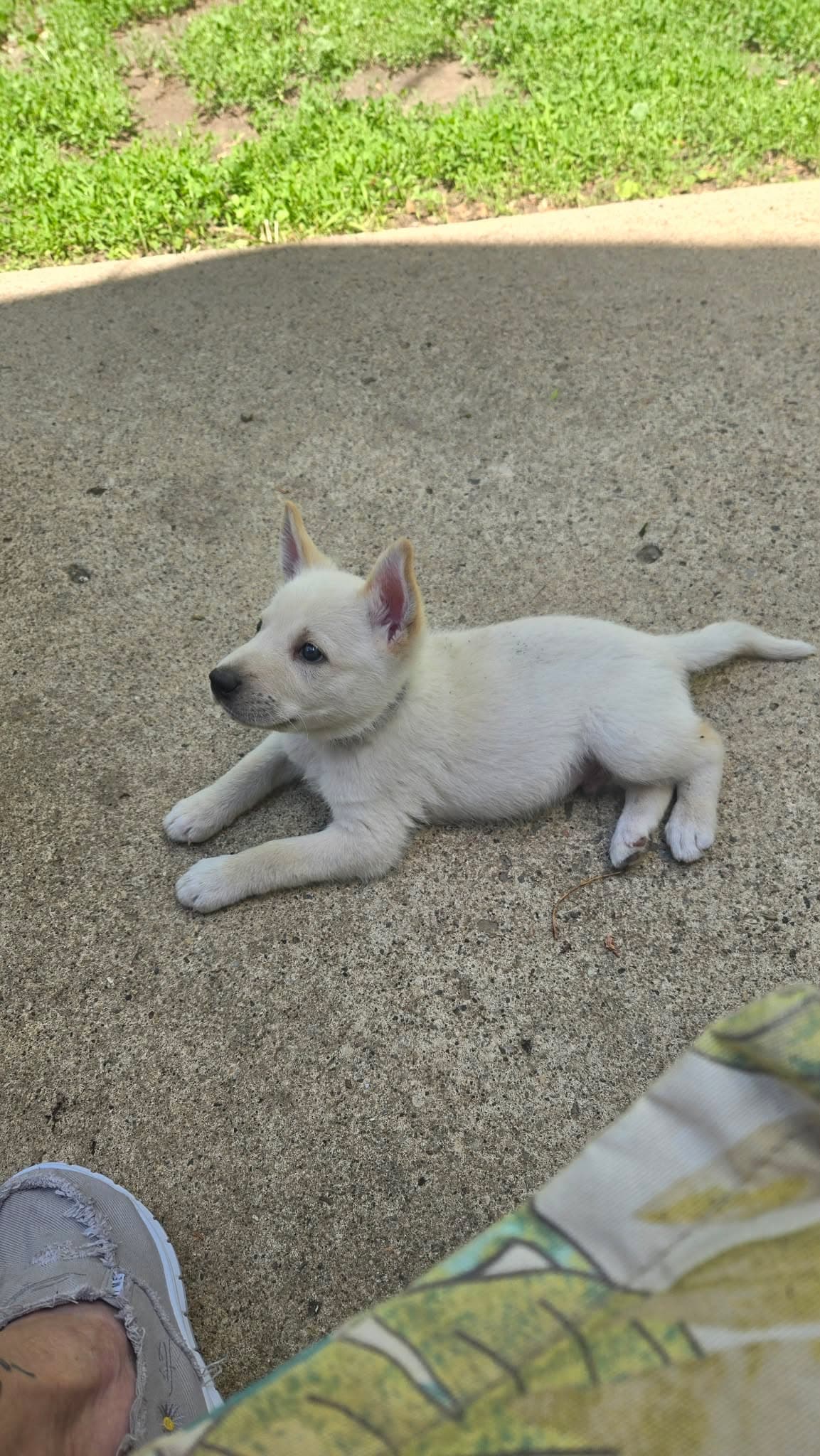 Lucky 468 - Shepherd mix available for adoption at Running Wild Rescue in Moose Jaw