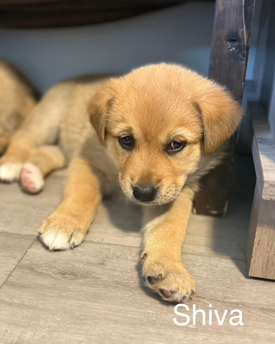 Shiva - Shepherd/Husky mix available for adoption at Running Wild Rescue in Warman