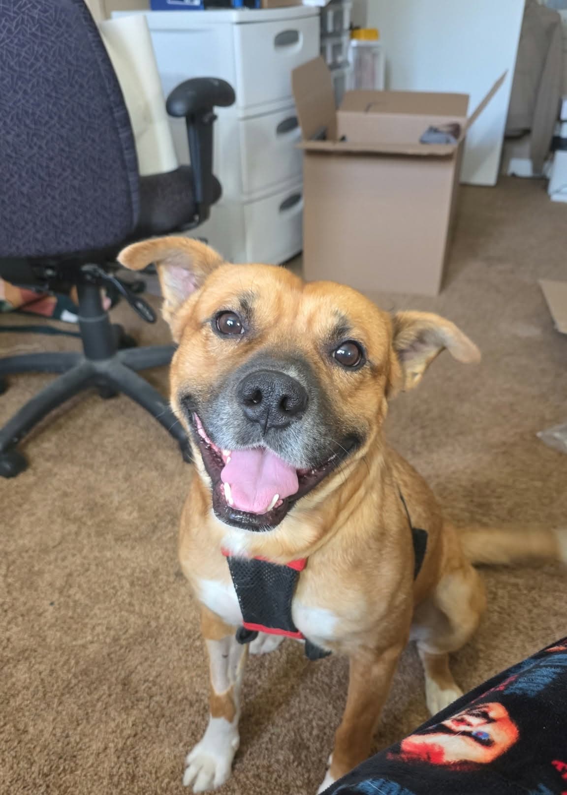 Rodger - Pit Bull mix available for adoption at Running Wild Rescue in Moose Jaw