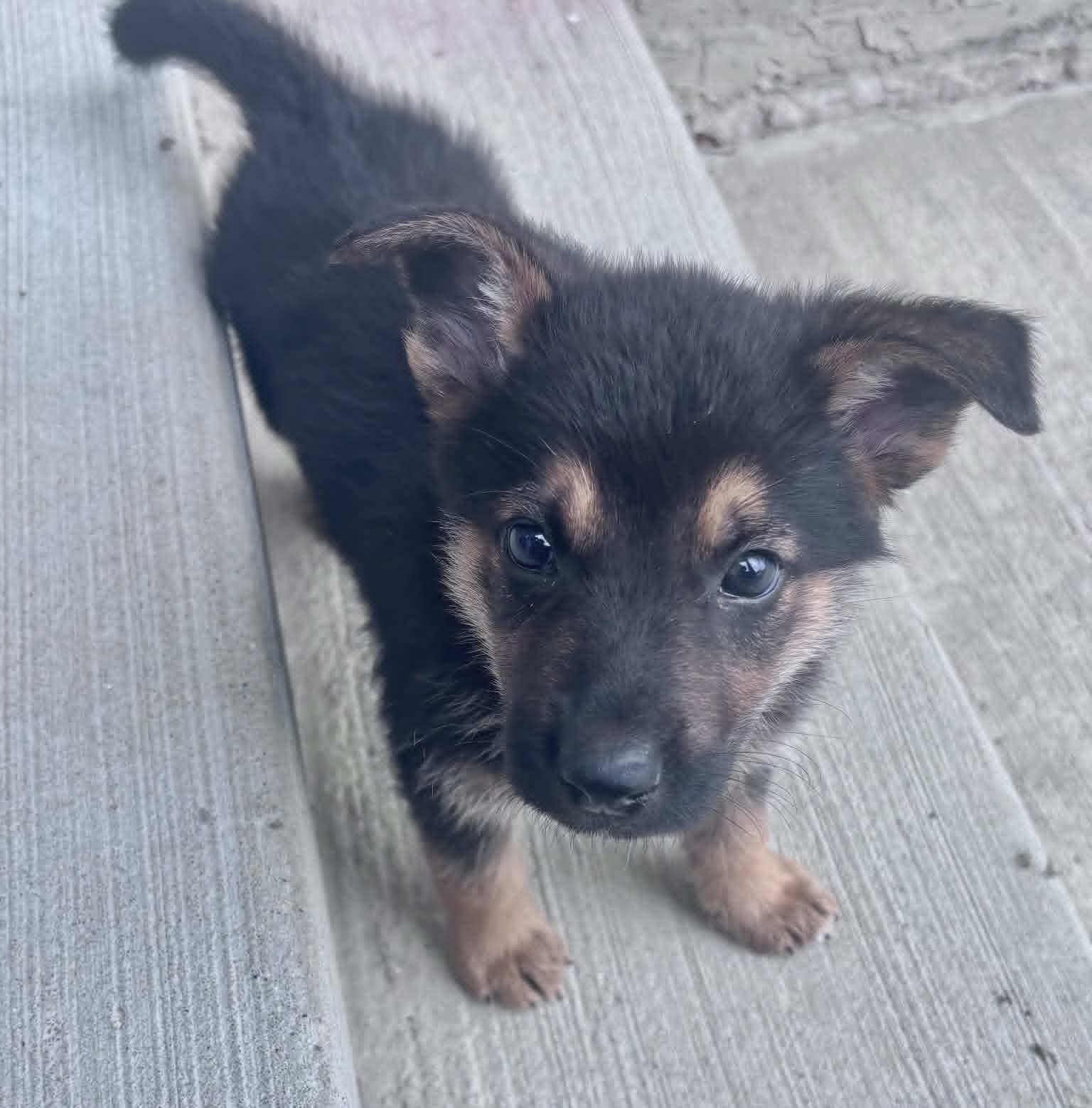 Buzz - Shepherd mix available for adoption at Running Wild Rescue in Martensville