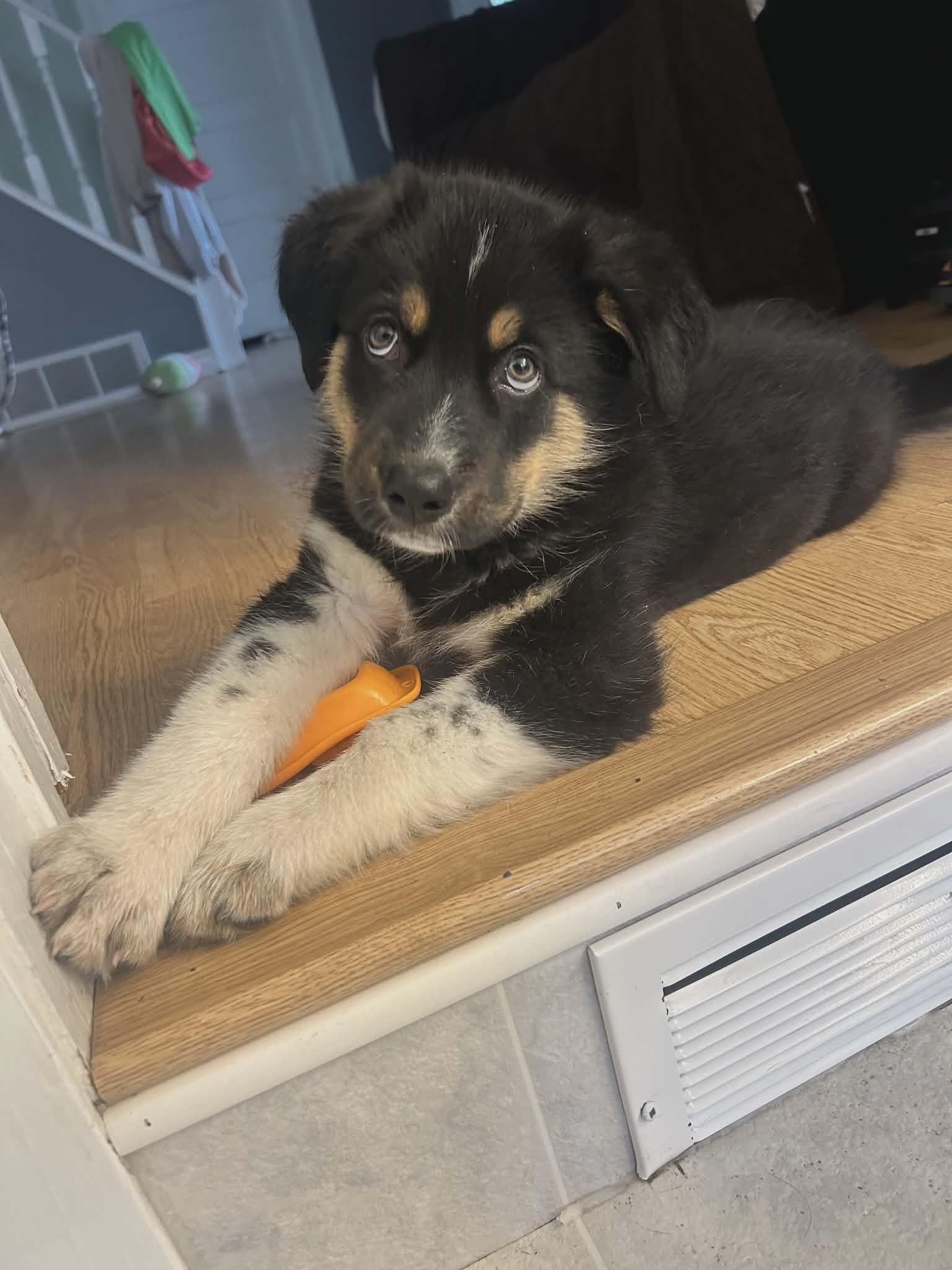 Harlow - Shepherd mix available for adoption at Running Wild Rescue in Regina