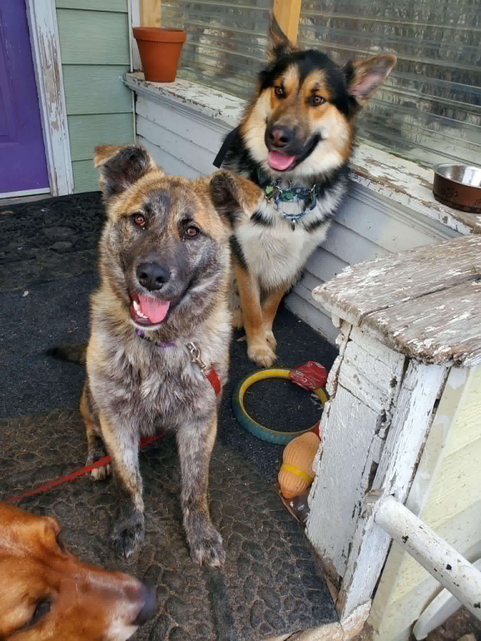 Birdie - Shepherd mix available for adoption in Saskatchewan