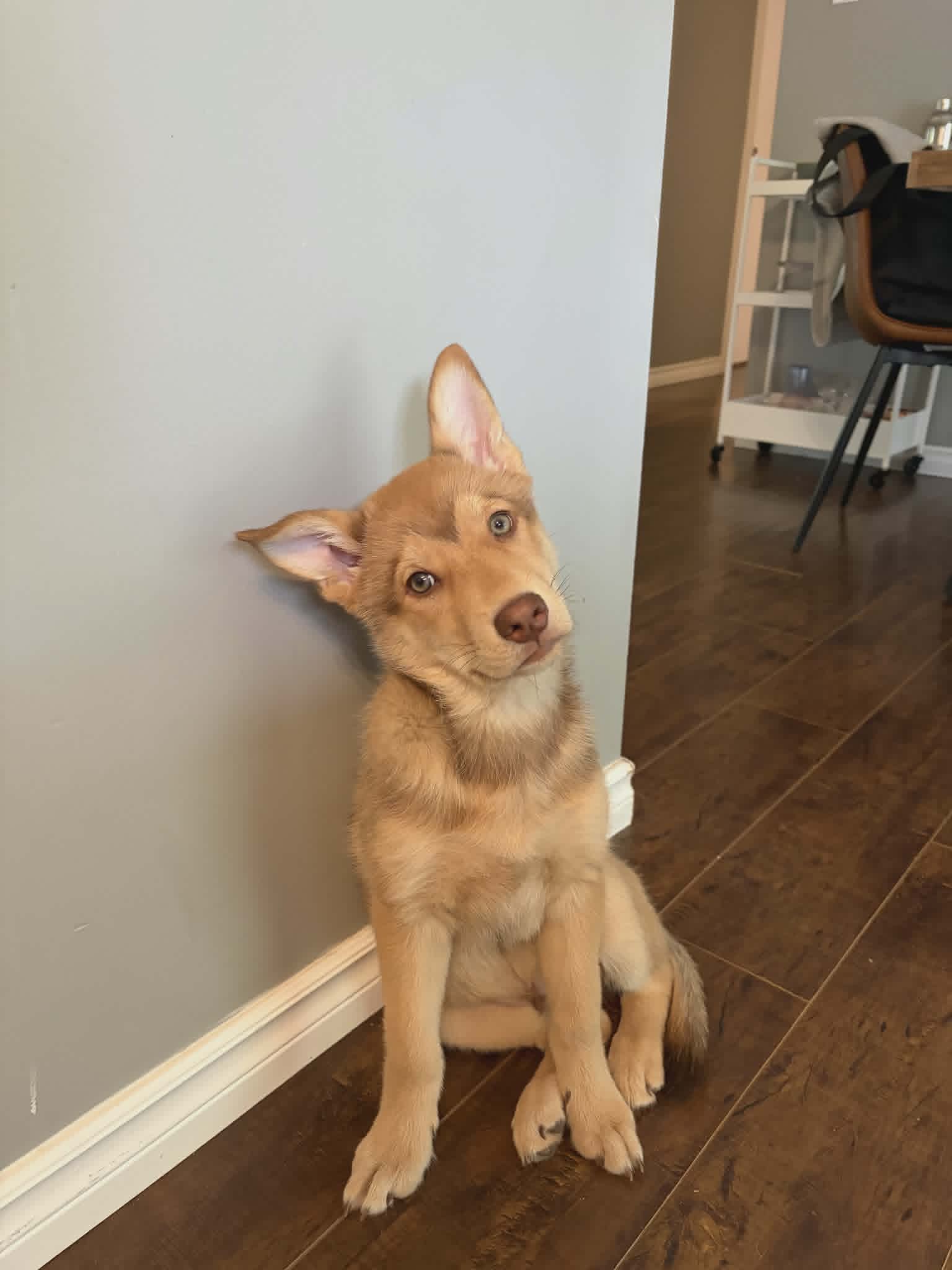 Vaughn - Husky mix available for adoption at Running Wild Rescue in Saskatoon