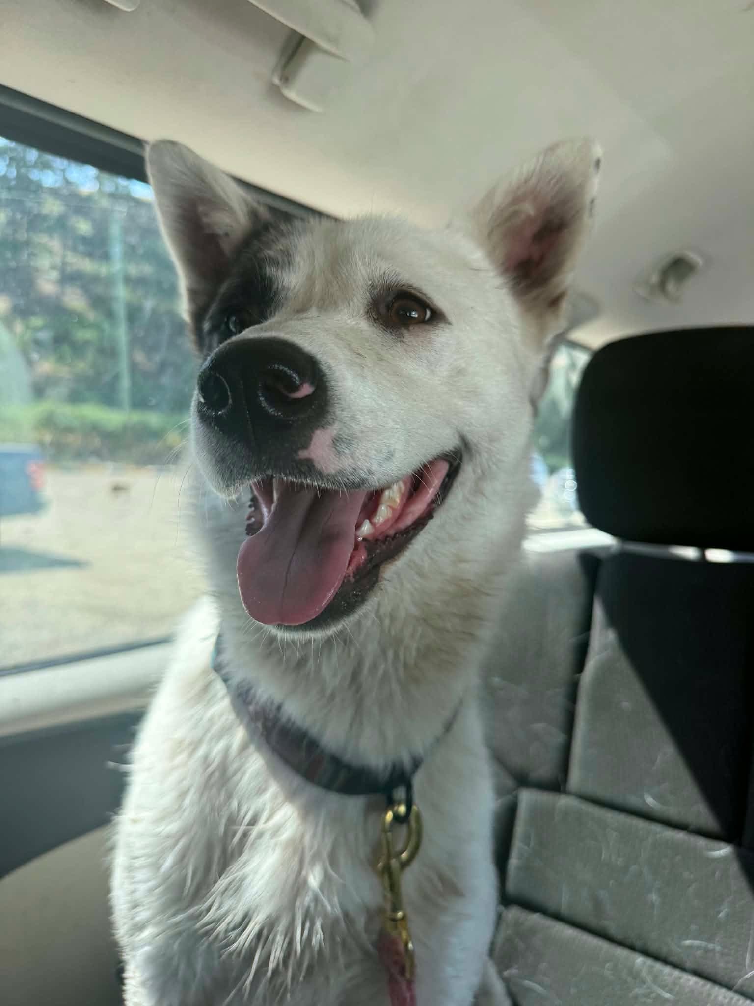 Chips - Shepherd mix available for adoption