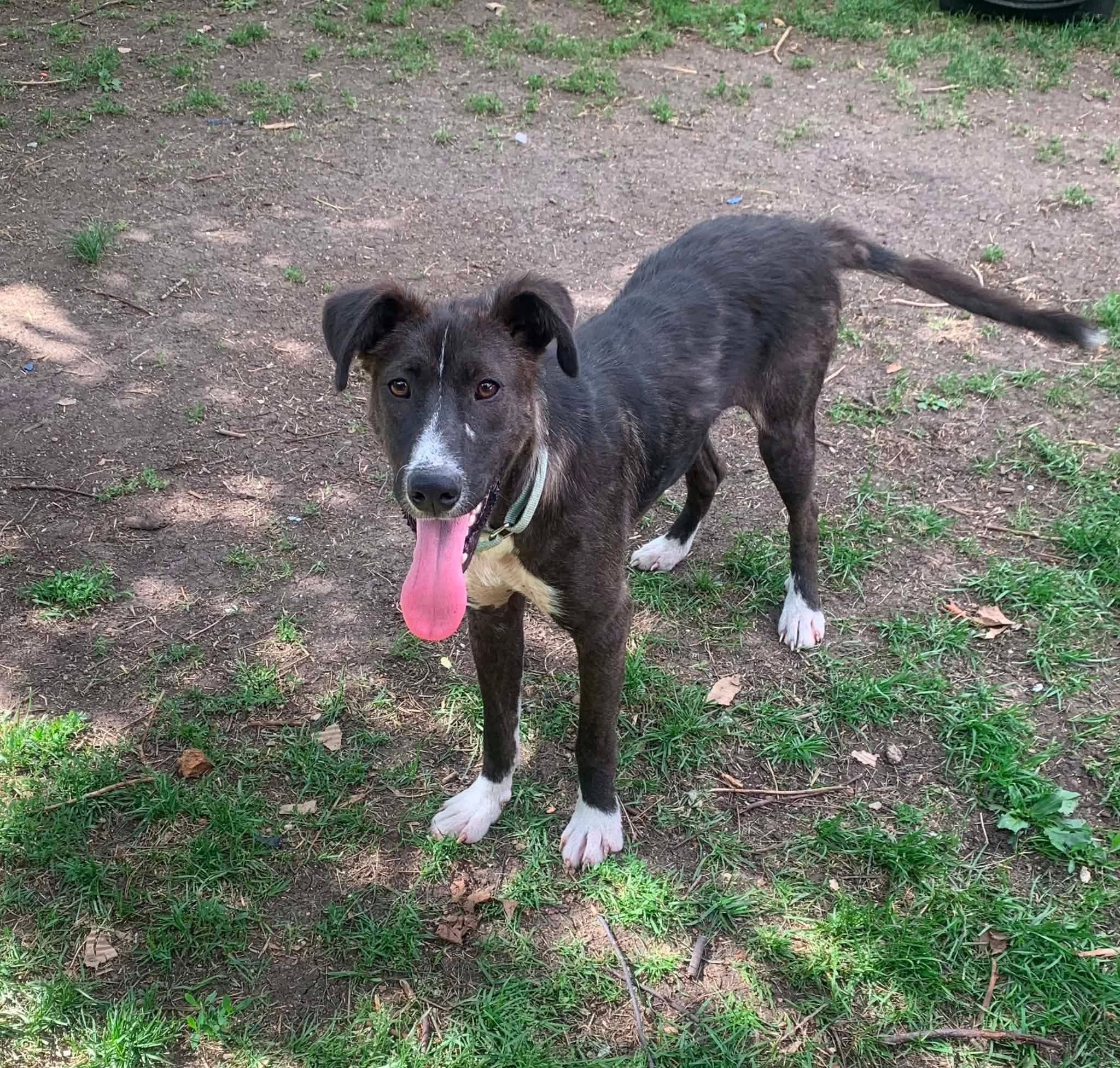 Maggie - Shepherd mix available for adoption at Running Wild Rescue in Regina