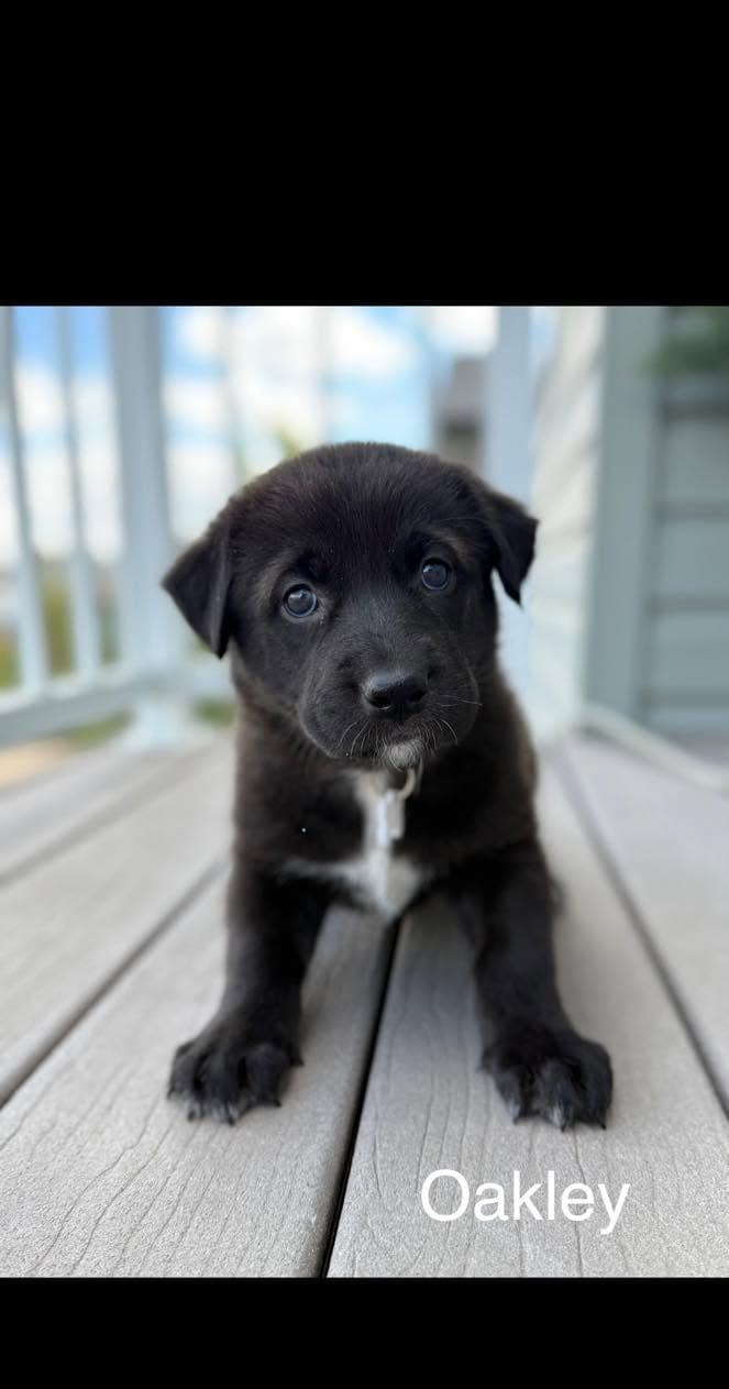 Oakley - Shepherd/Husky mix available for adoption at Running Wild Rescue in Warman