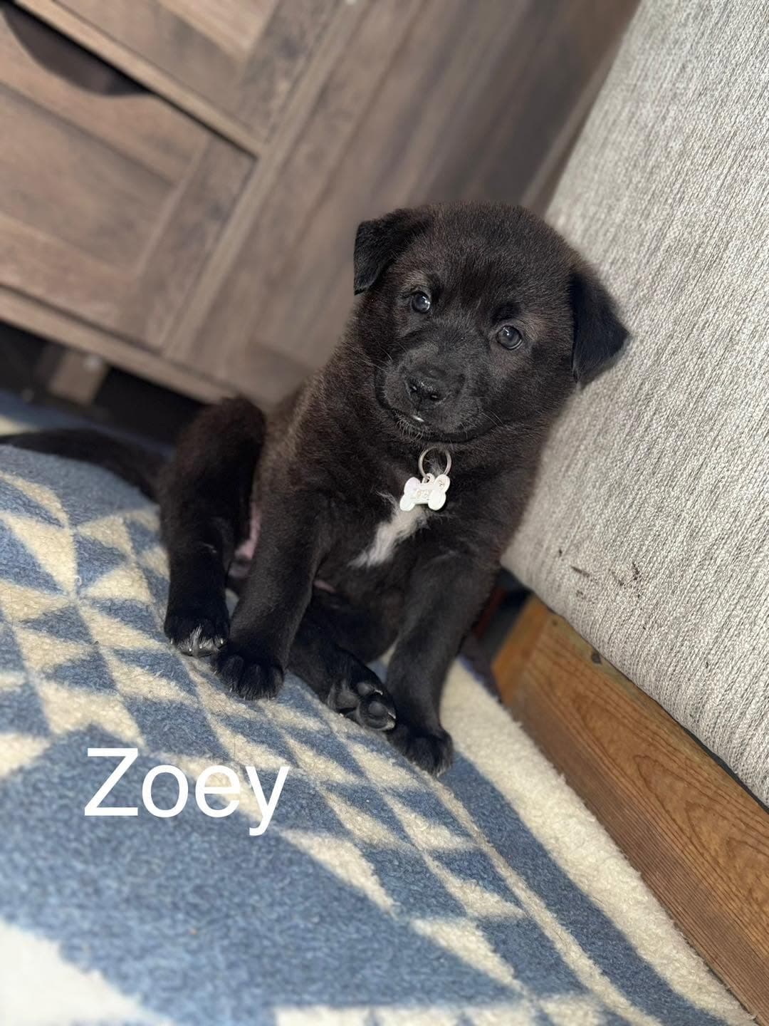 Zoey - Shepherd/husky mix available for adoption at Running Wild Rescue in Warman
