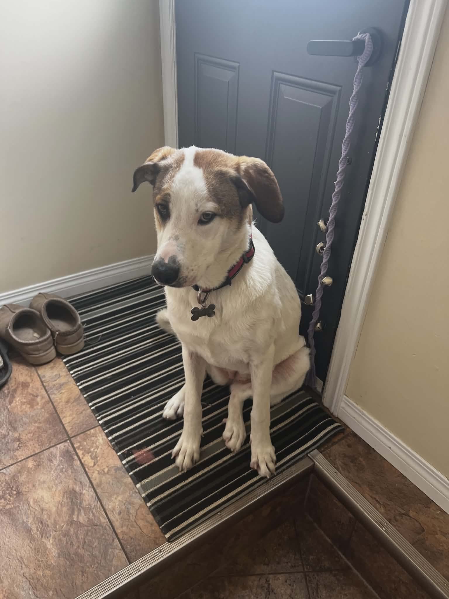 Rosie - Shepherd mix available for adoption at Running Wild Rescue in Regina