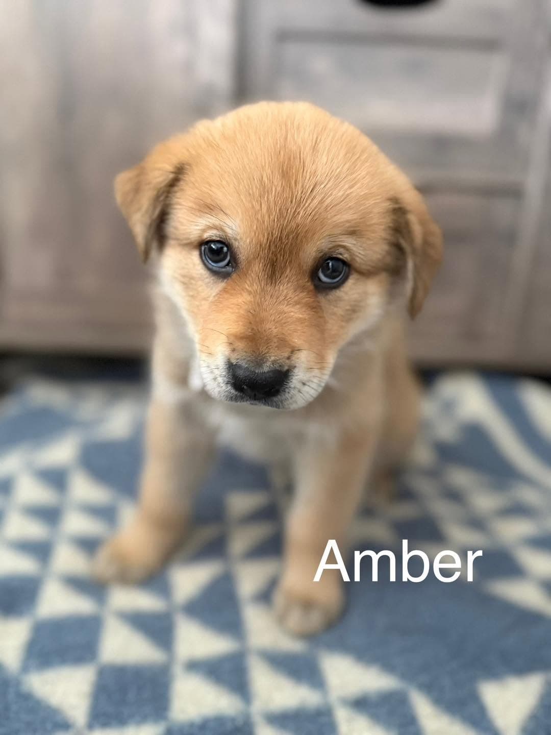 Amber - Shepherd/Husky mix available for adoption at Running Wild Rescue in Warman