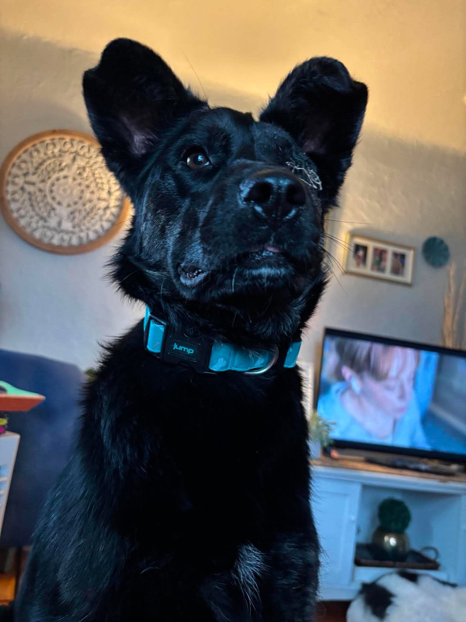 Woof - Shepherd mix available for adoption