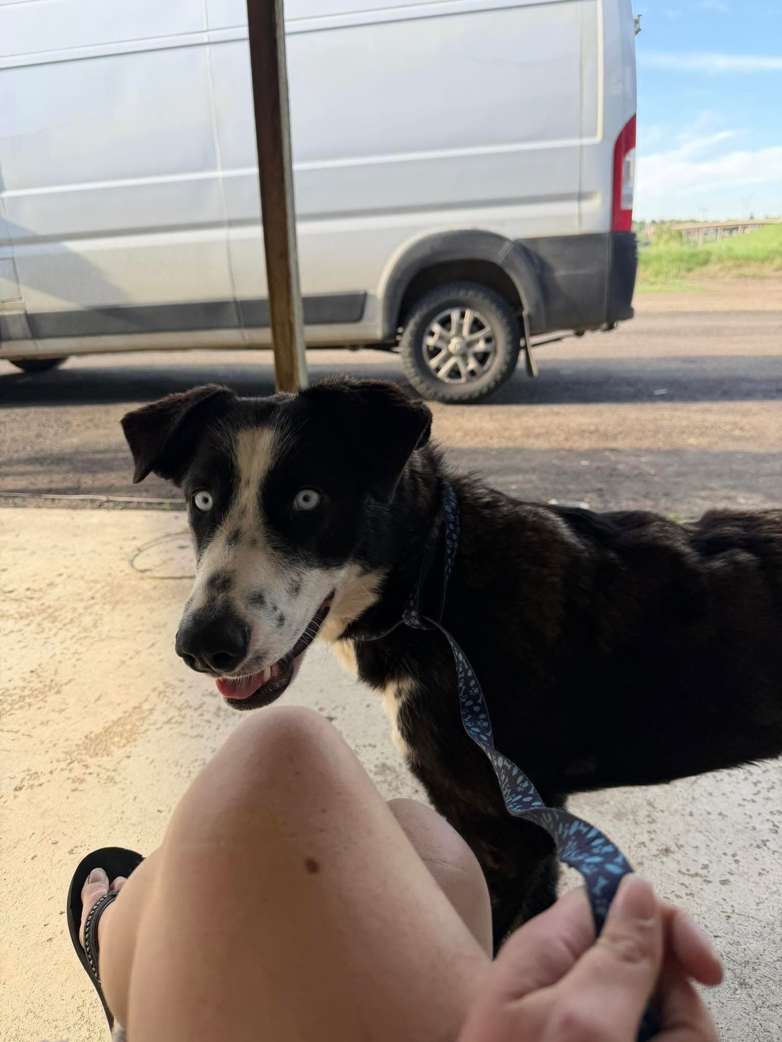 Keeva - Shepherd/Husky/Collie mix available for adoption