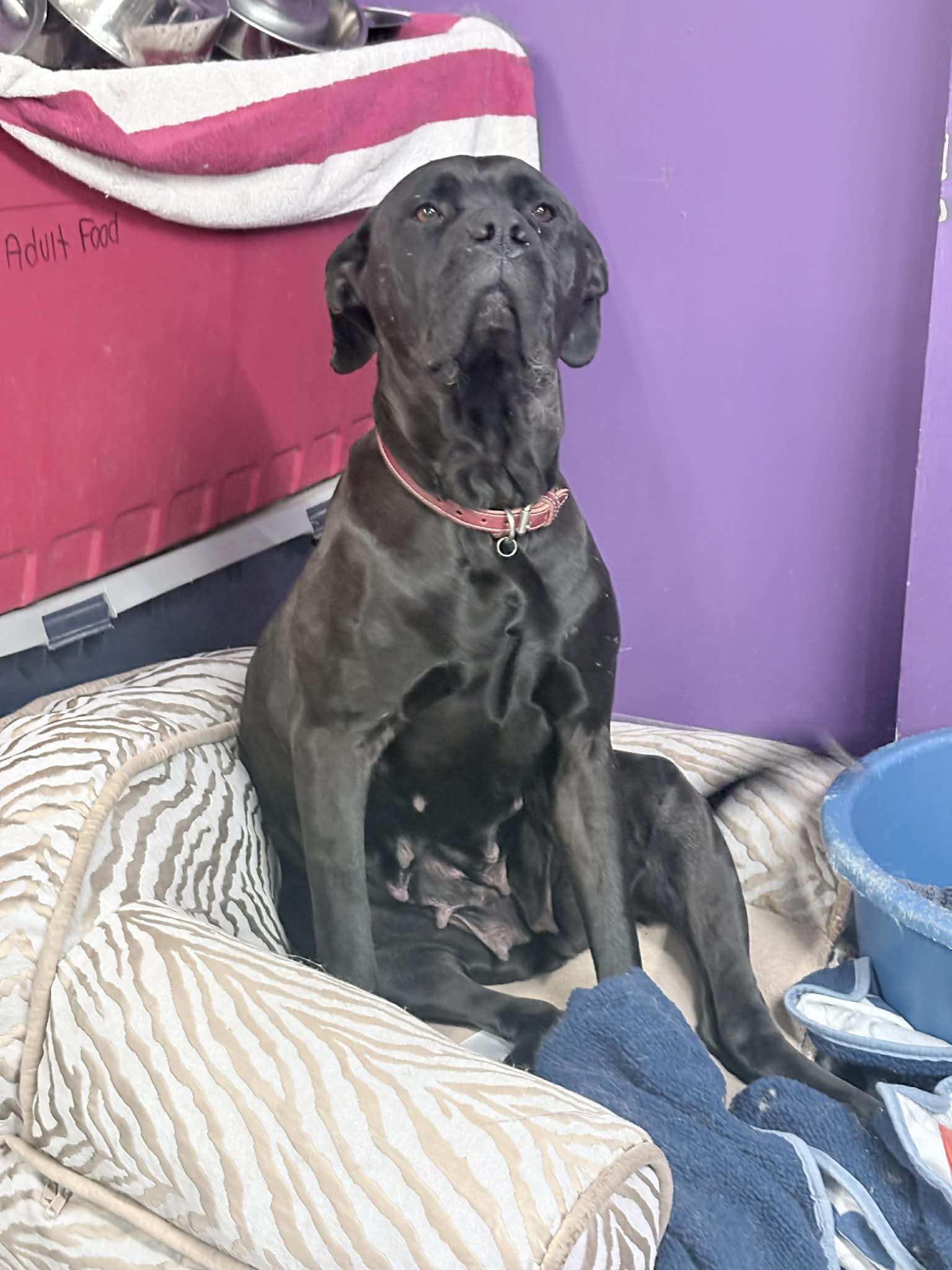 Zara - Cane Corso/Mastiff mix available for adoption at Running Wild Rescue in Regina