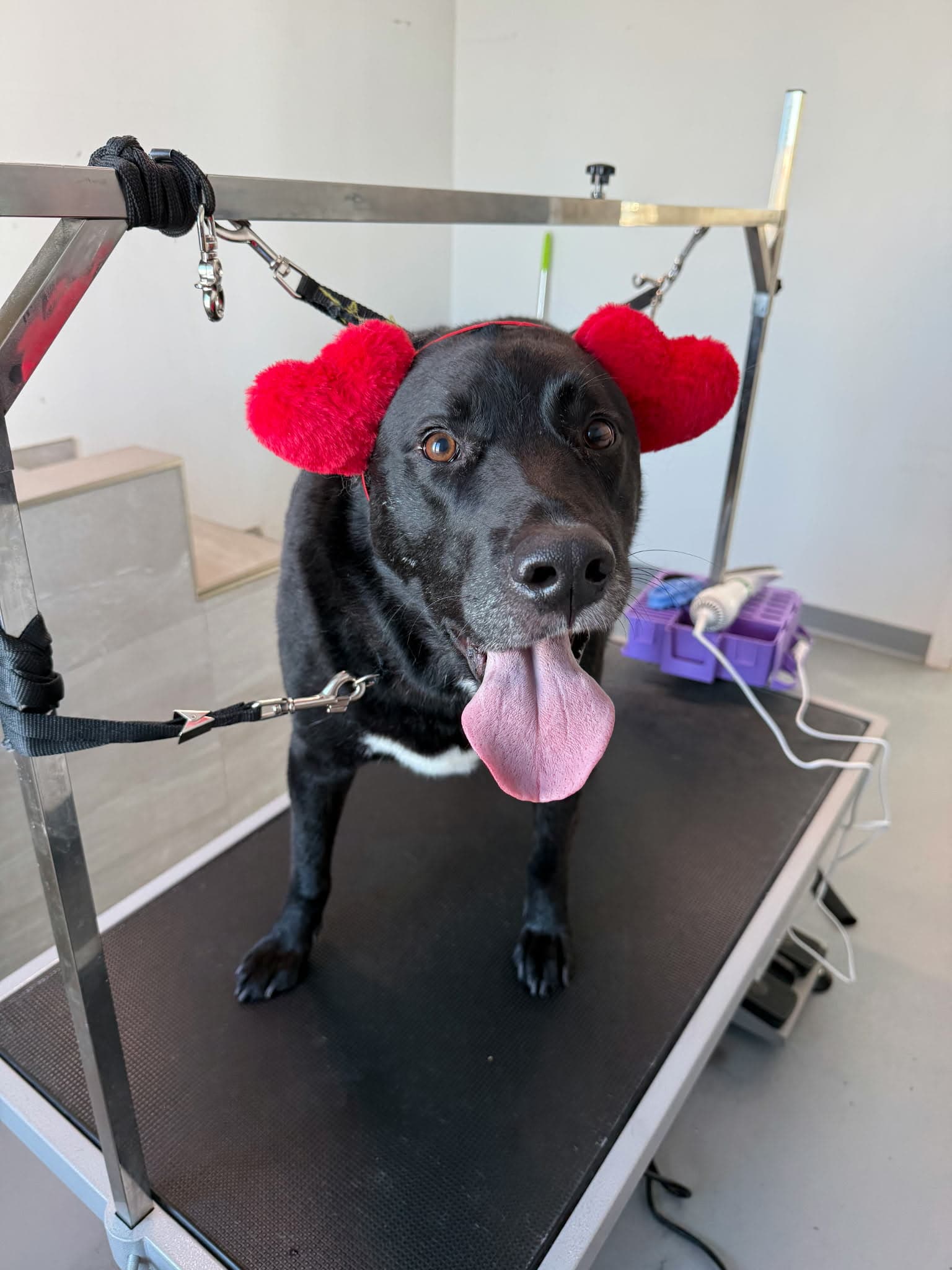 Teddy 2.0 - Lab mix available for adoption at Running Wild Rescue in Regina